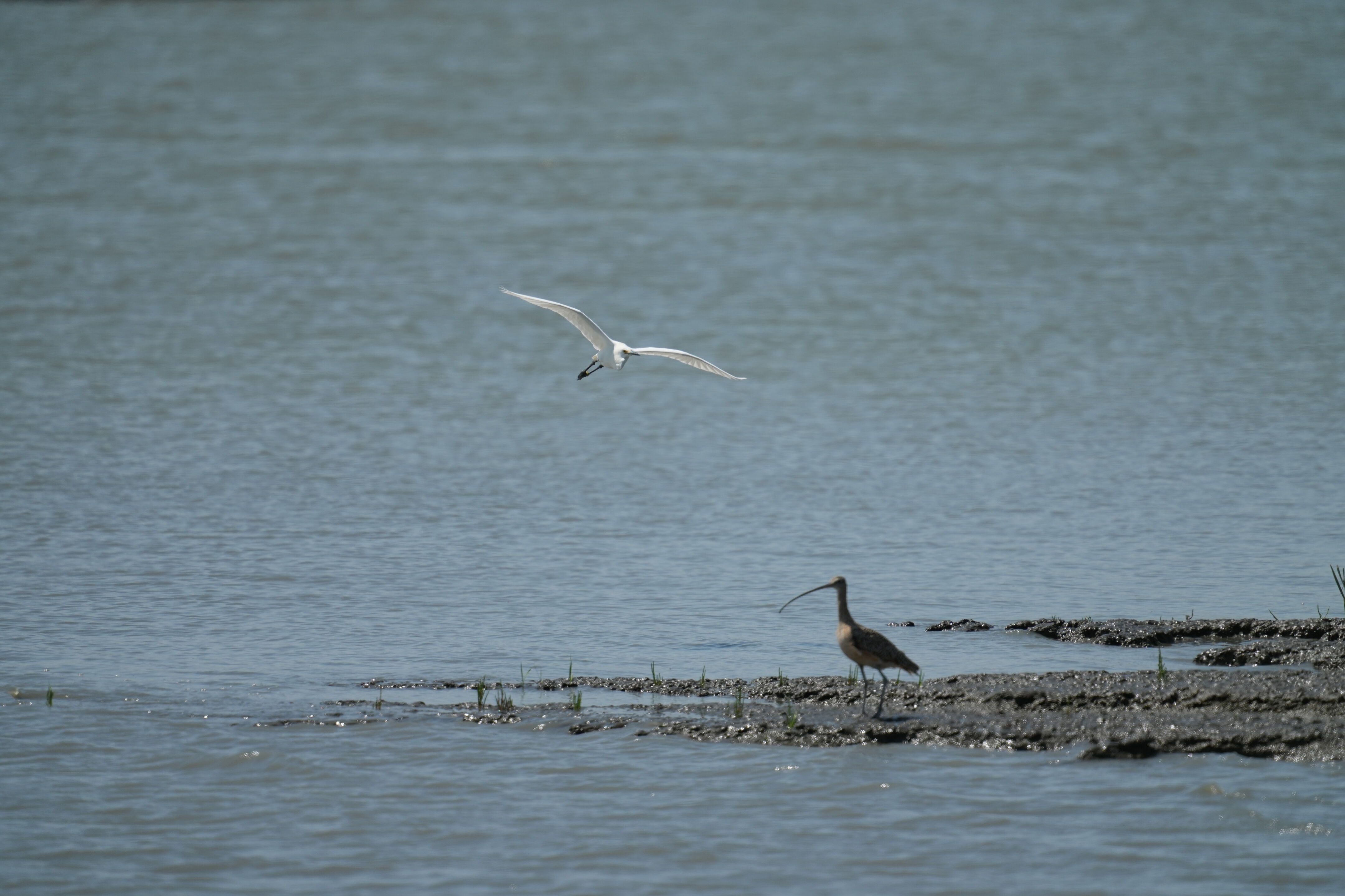 Baylands Nature Preserve