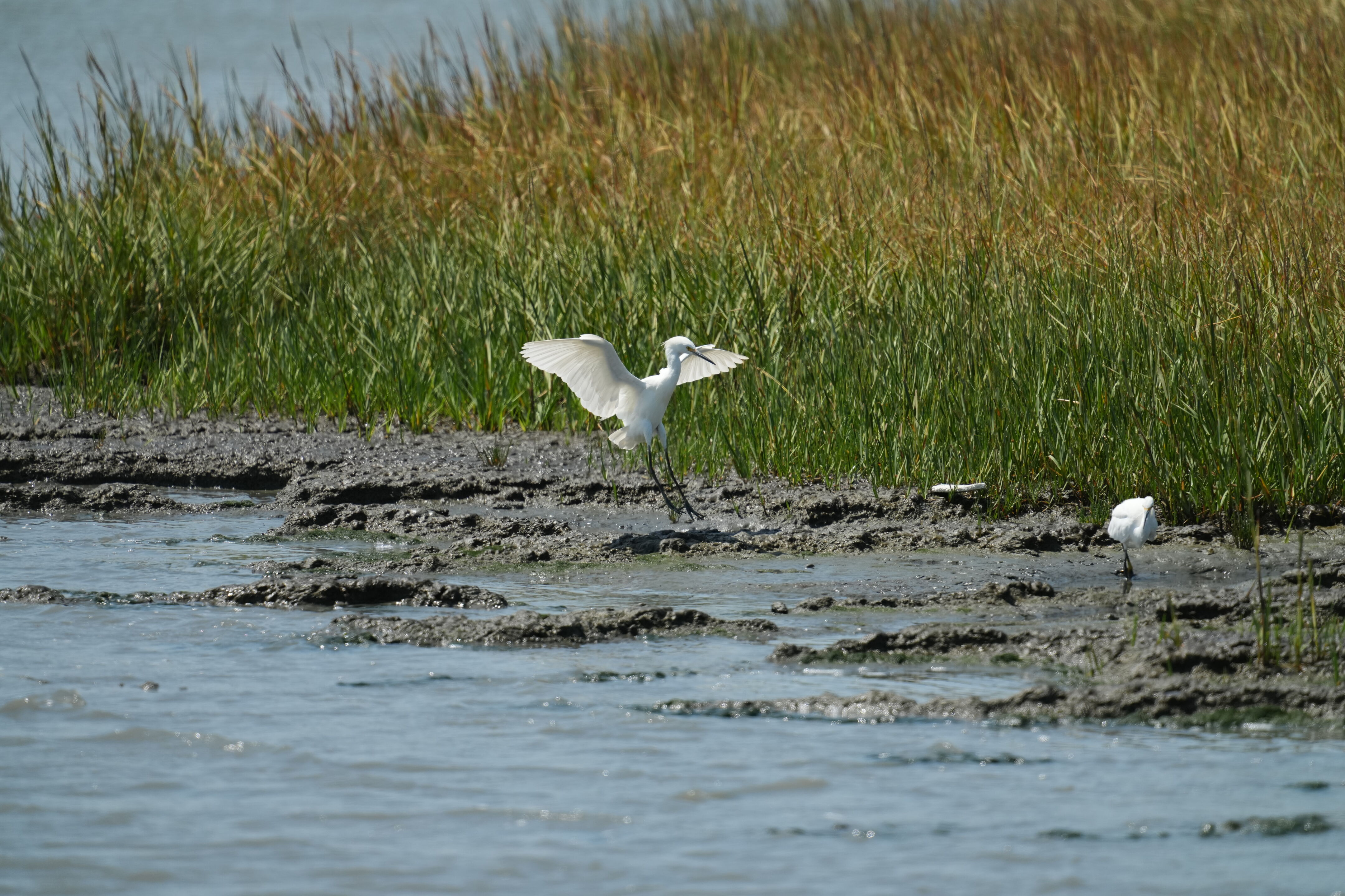 Baylands Nature Preserve