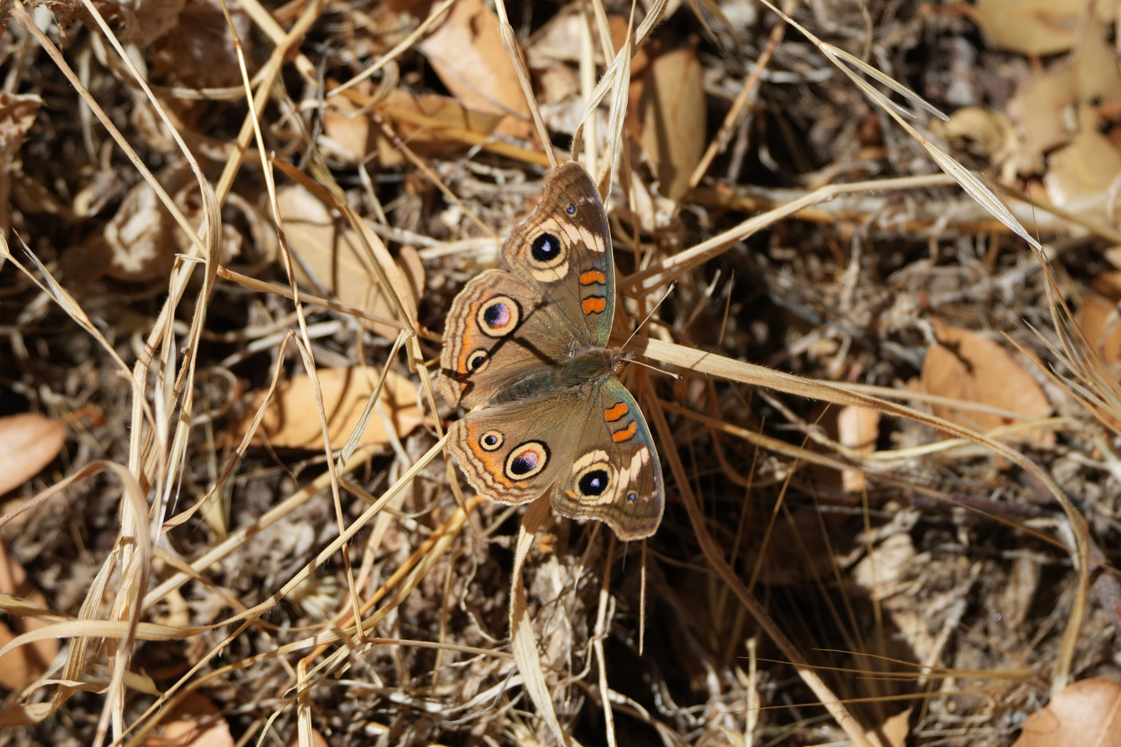 Black Diamond Mines Regional Preserve