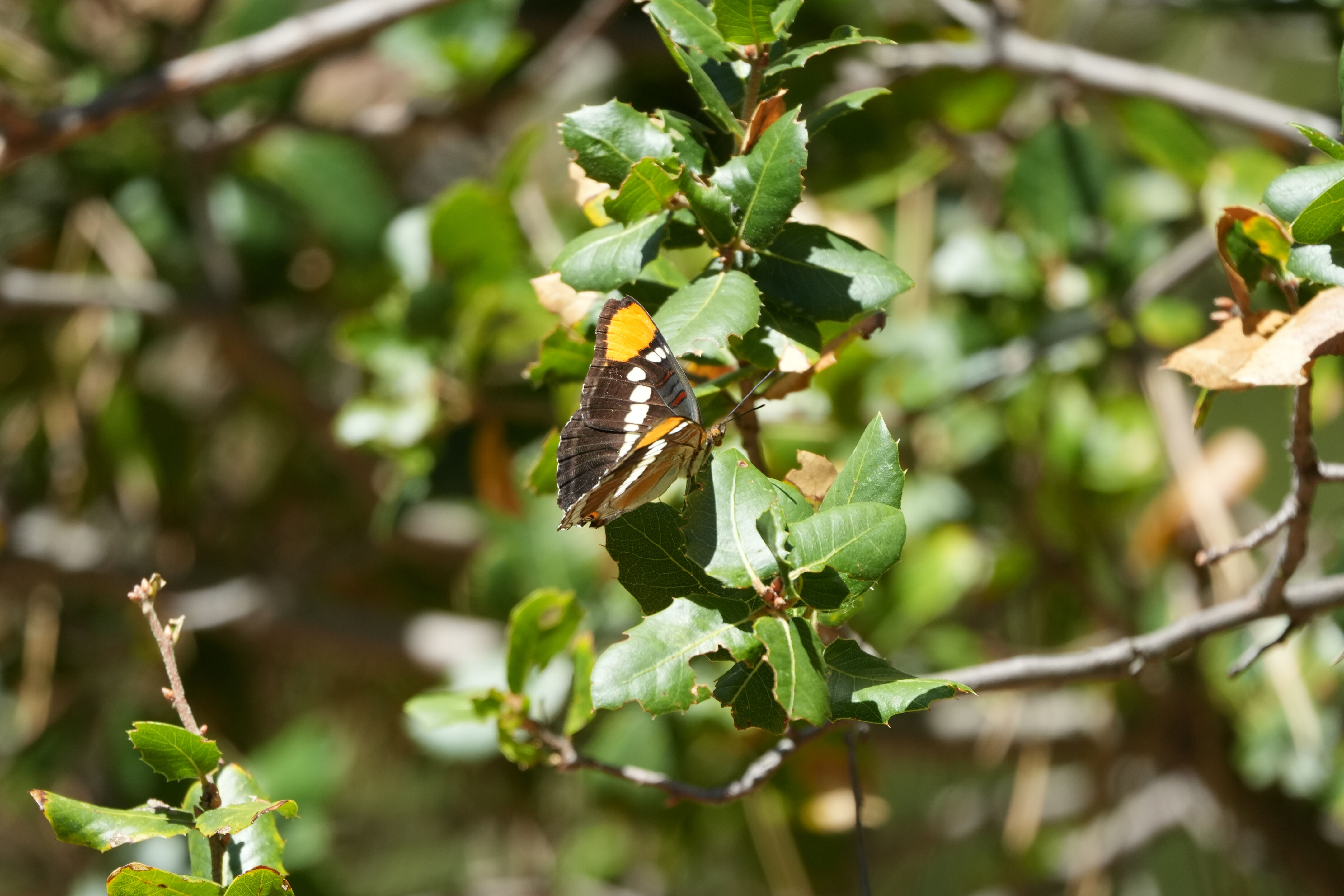 Black Diamond Mines Regional Preserve