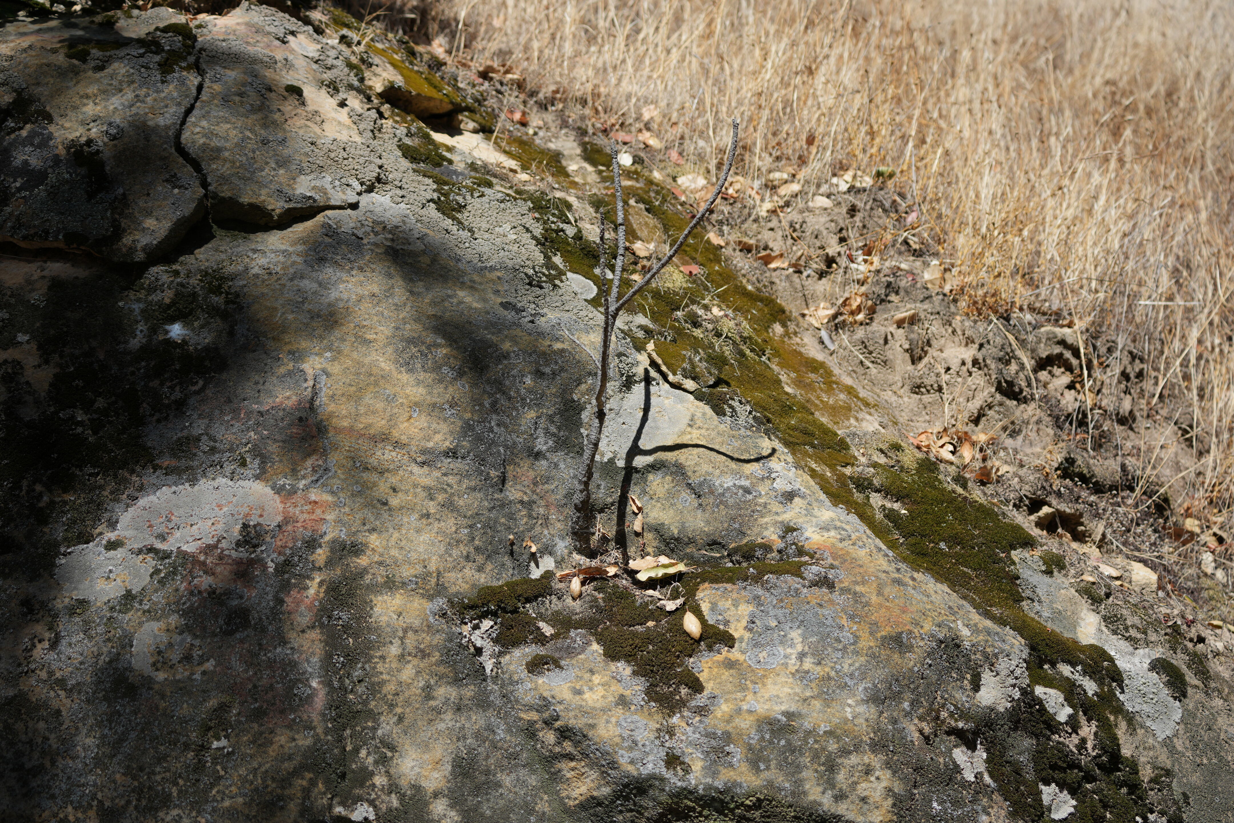 Black Diamond Mines Regional Preserve