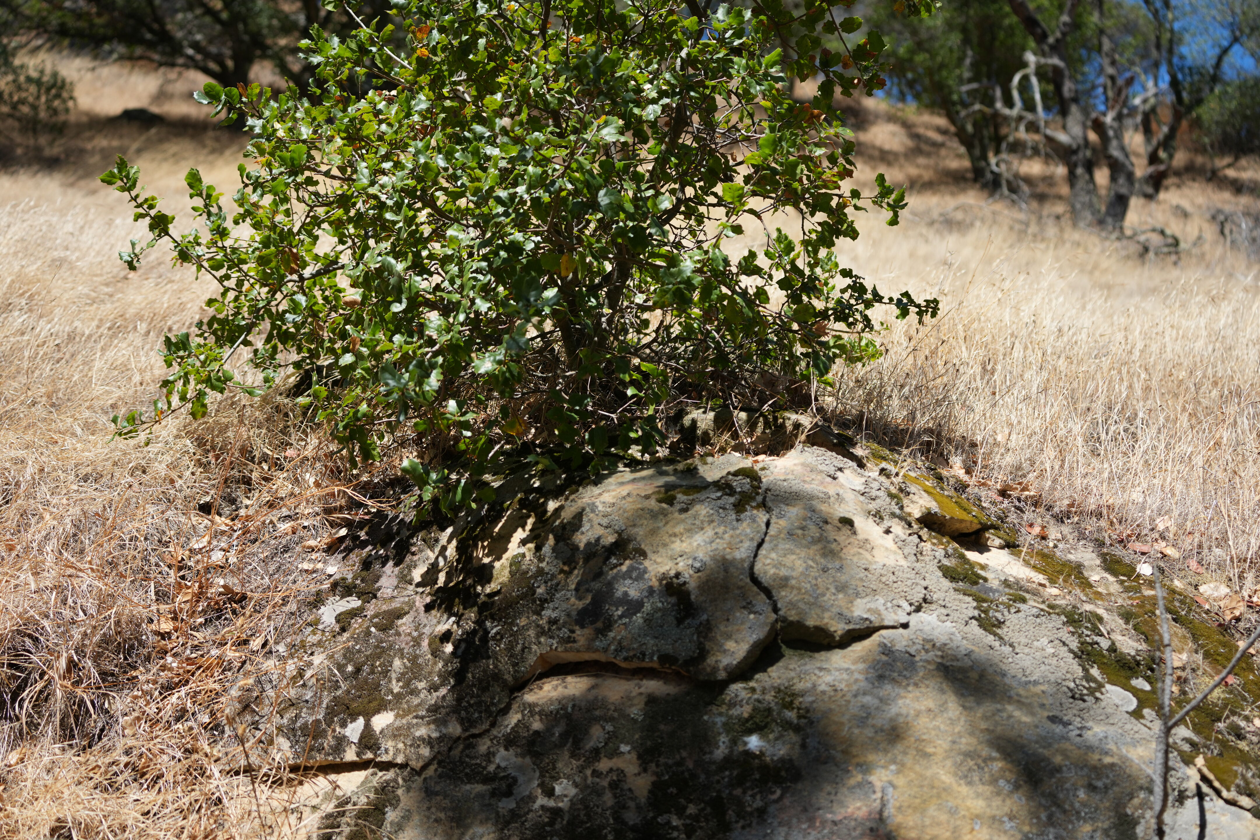 Black Diamond Mines Regional Preserve