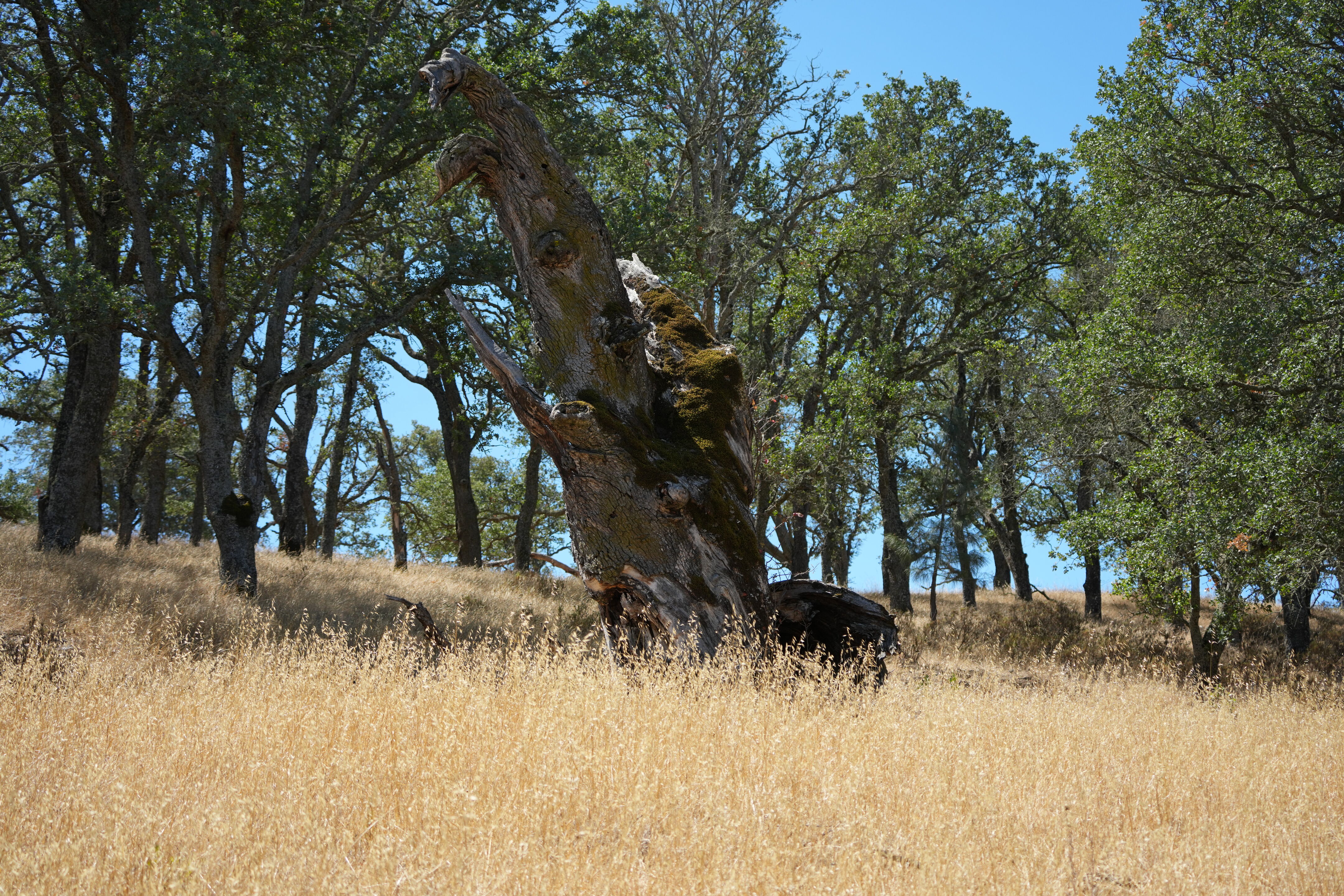 Black Diamond Mines Regional Preserve