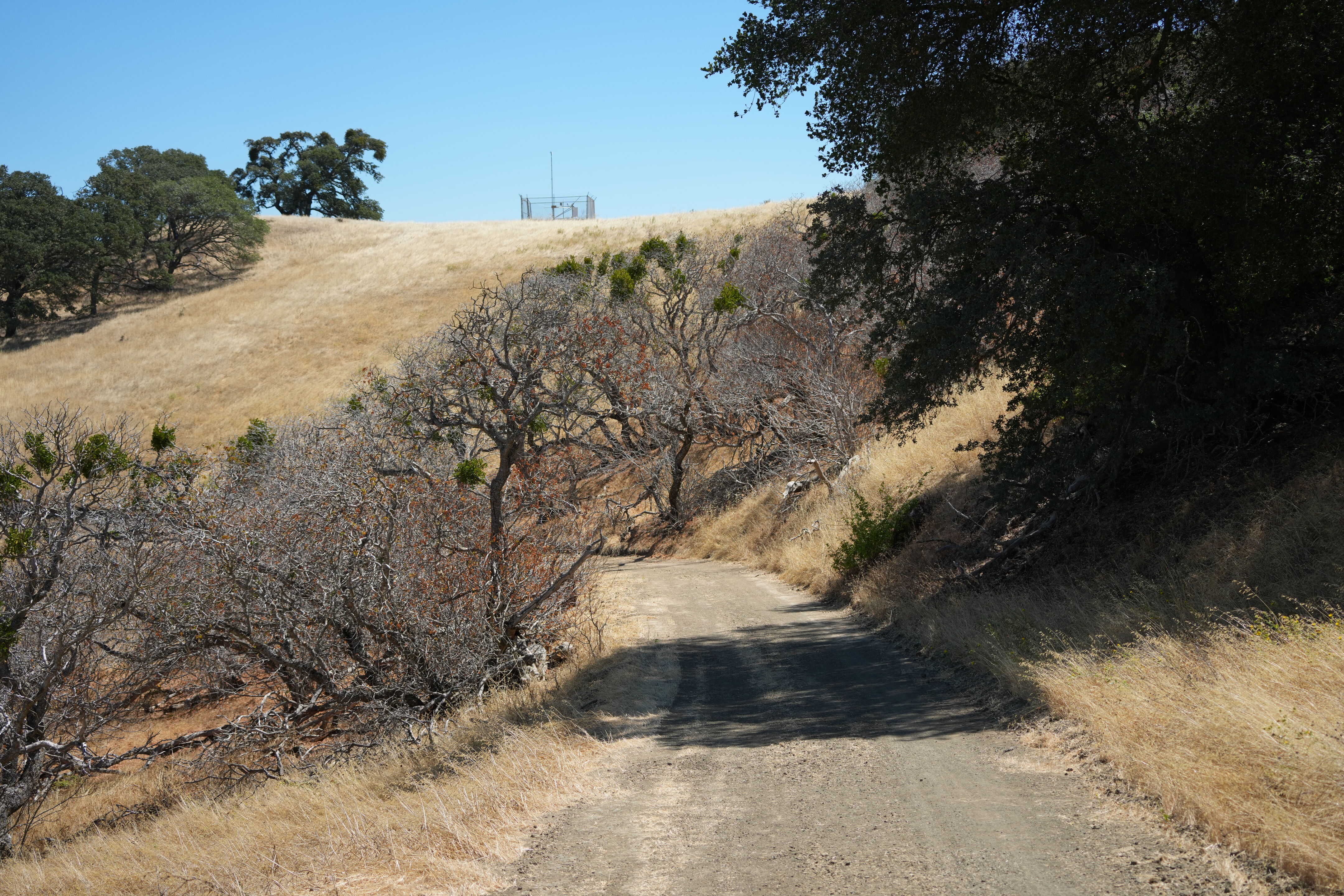 Black Diamond Mines Regional Preserve