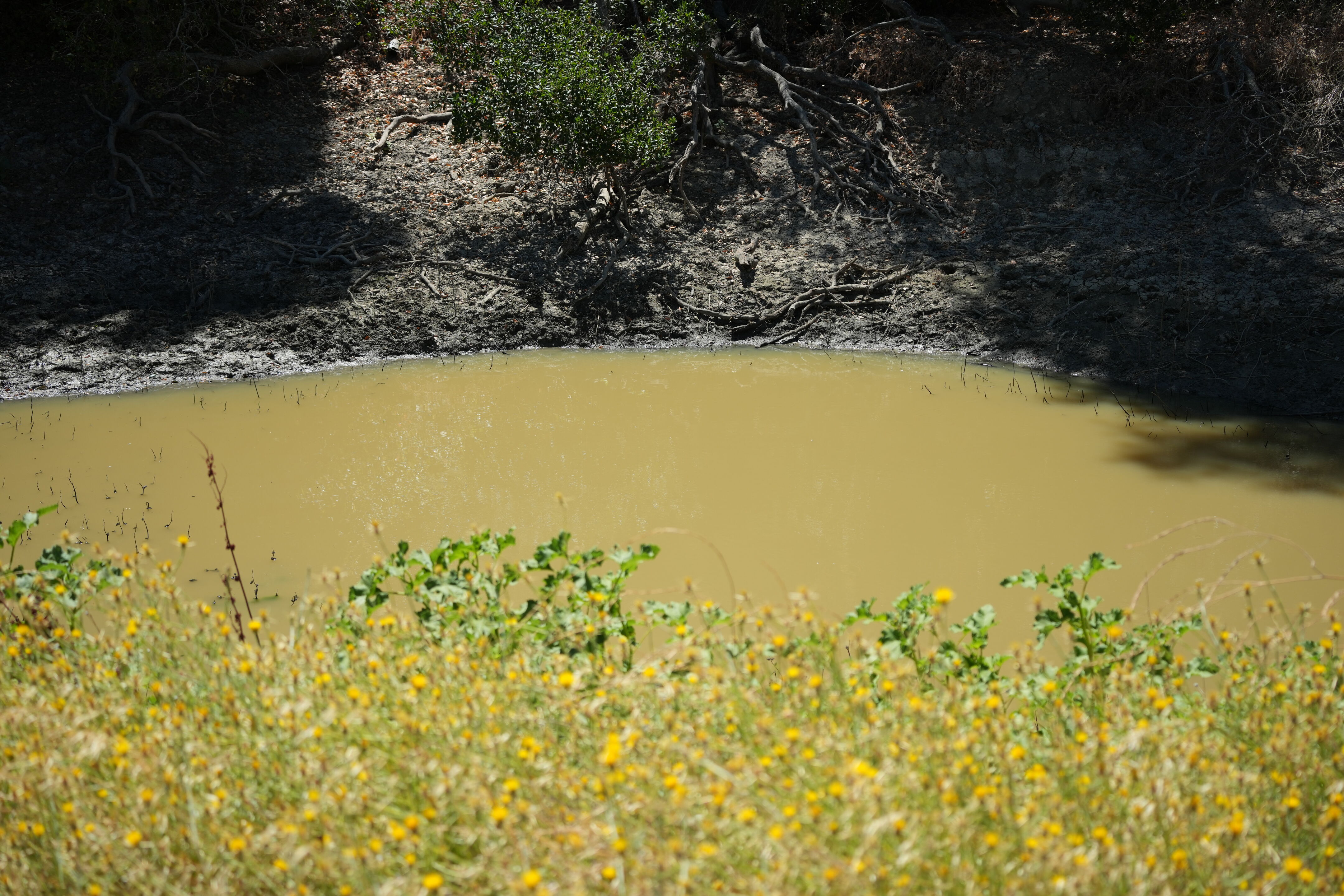 Black Diamond Mines Regional Preserve