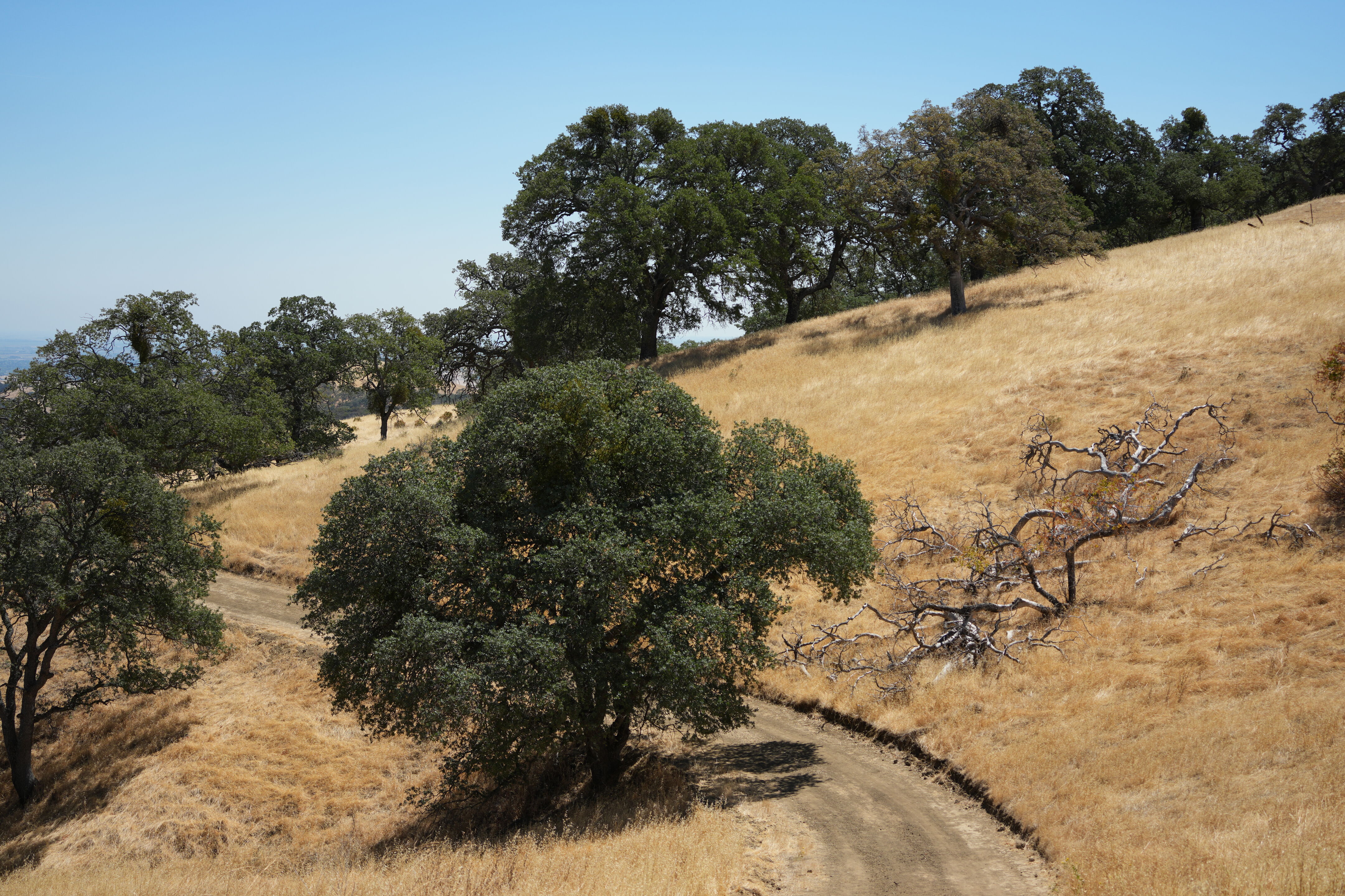 Black Diamond Mines Regional Preserve