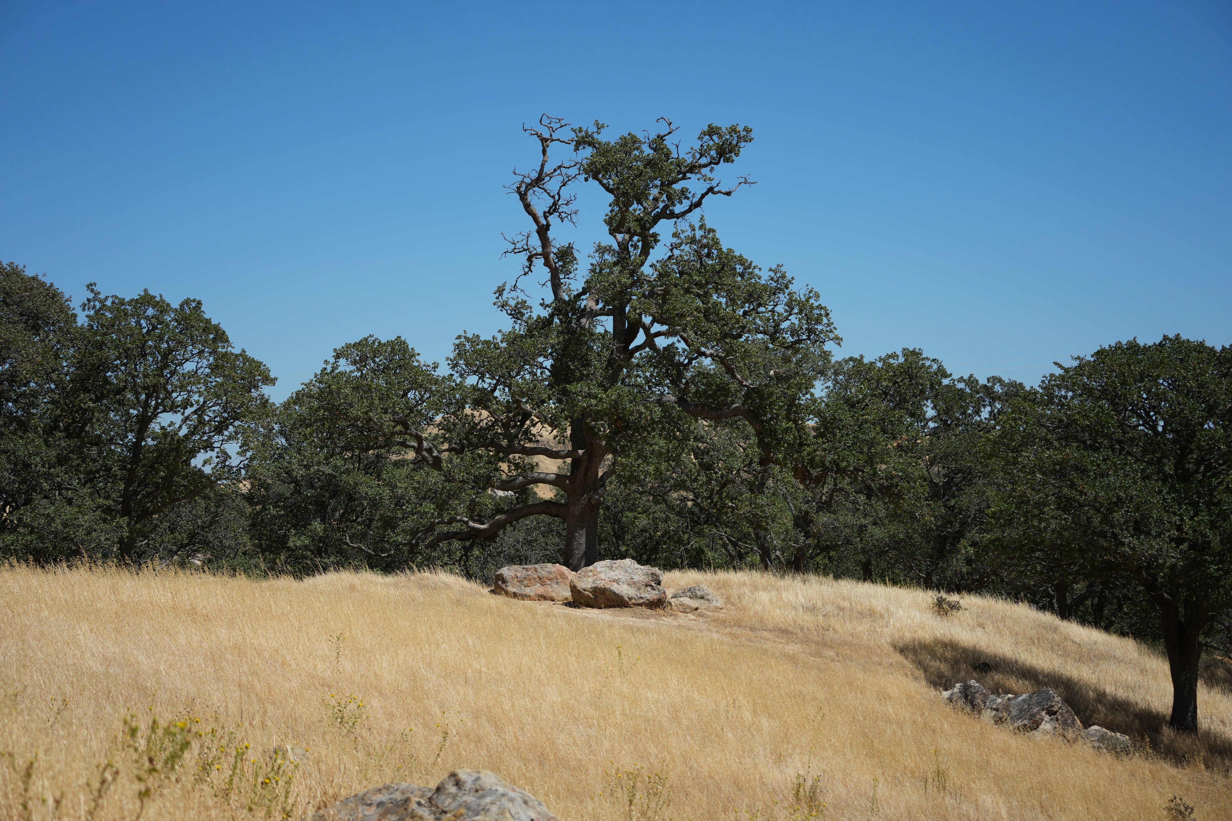 Black Diamond Mines Regional Preserve