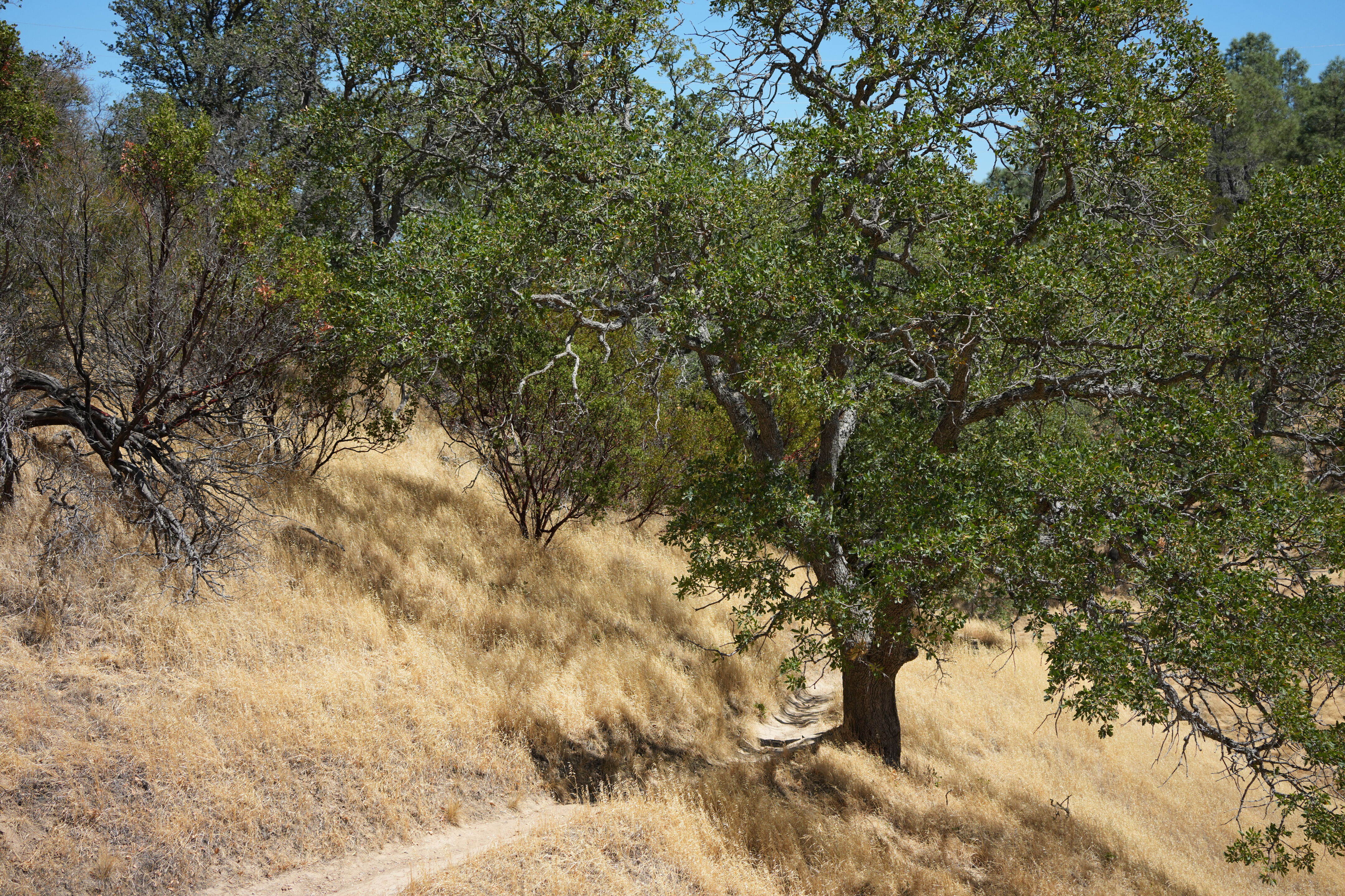 Black Diamond Mines Regional Preserve