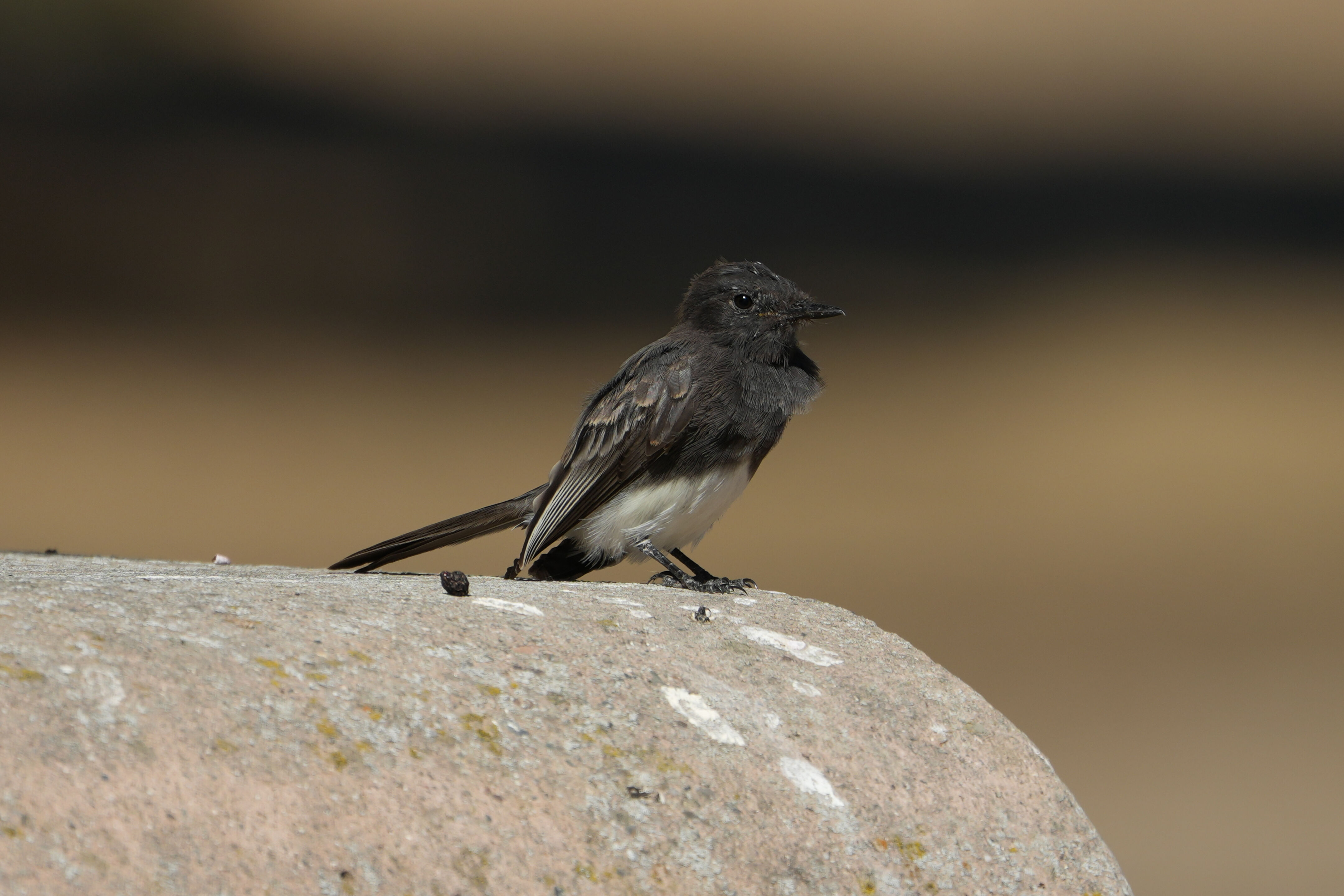 Black Phoebe