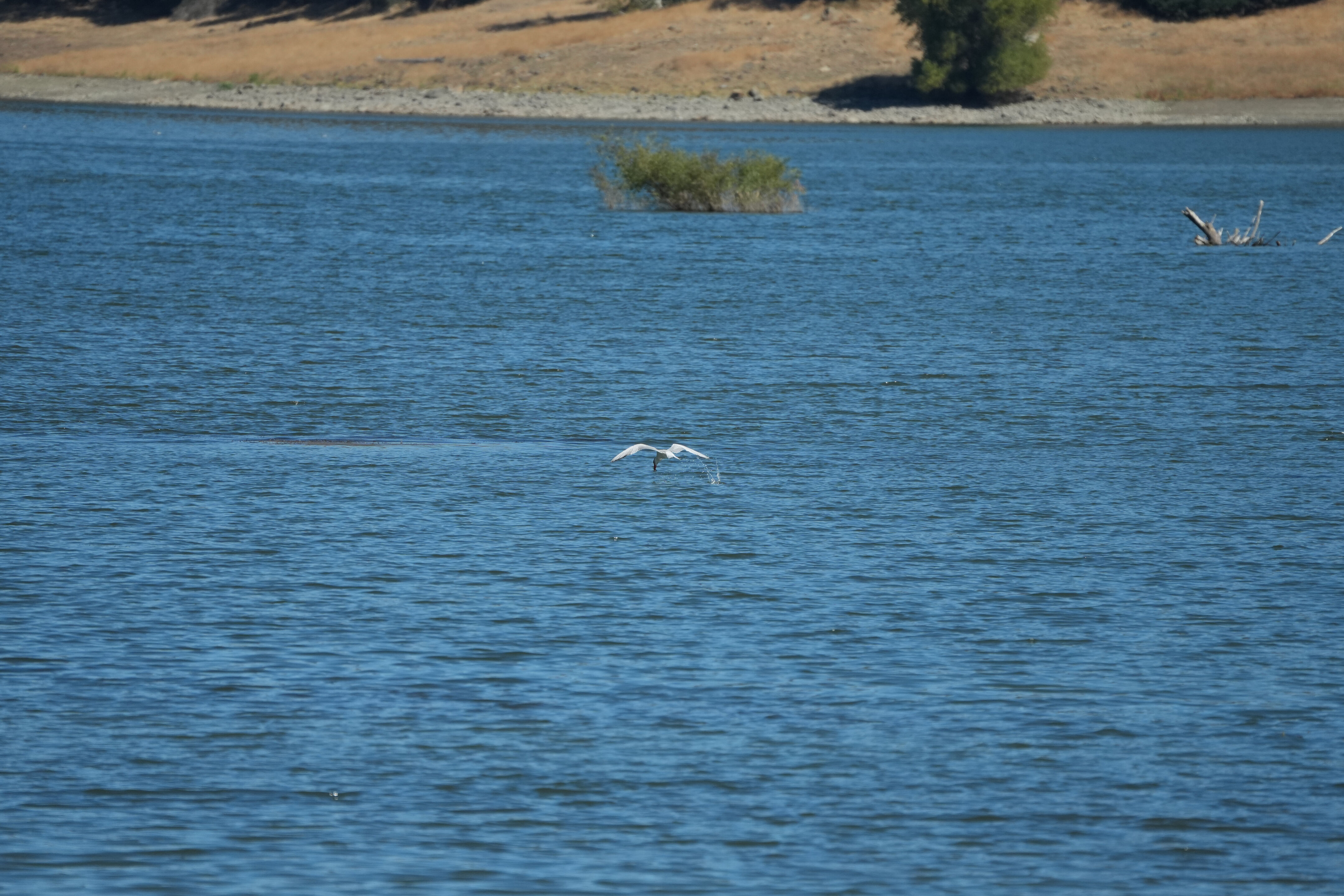 Coyote Lake Harvey Bear Ranch County Park