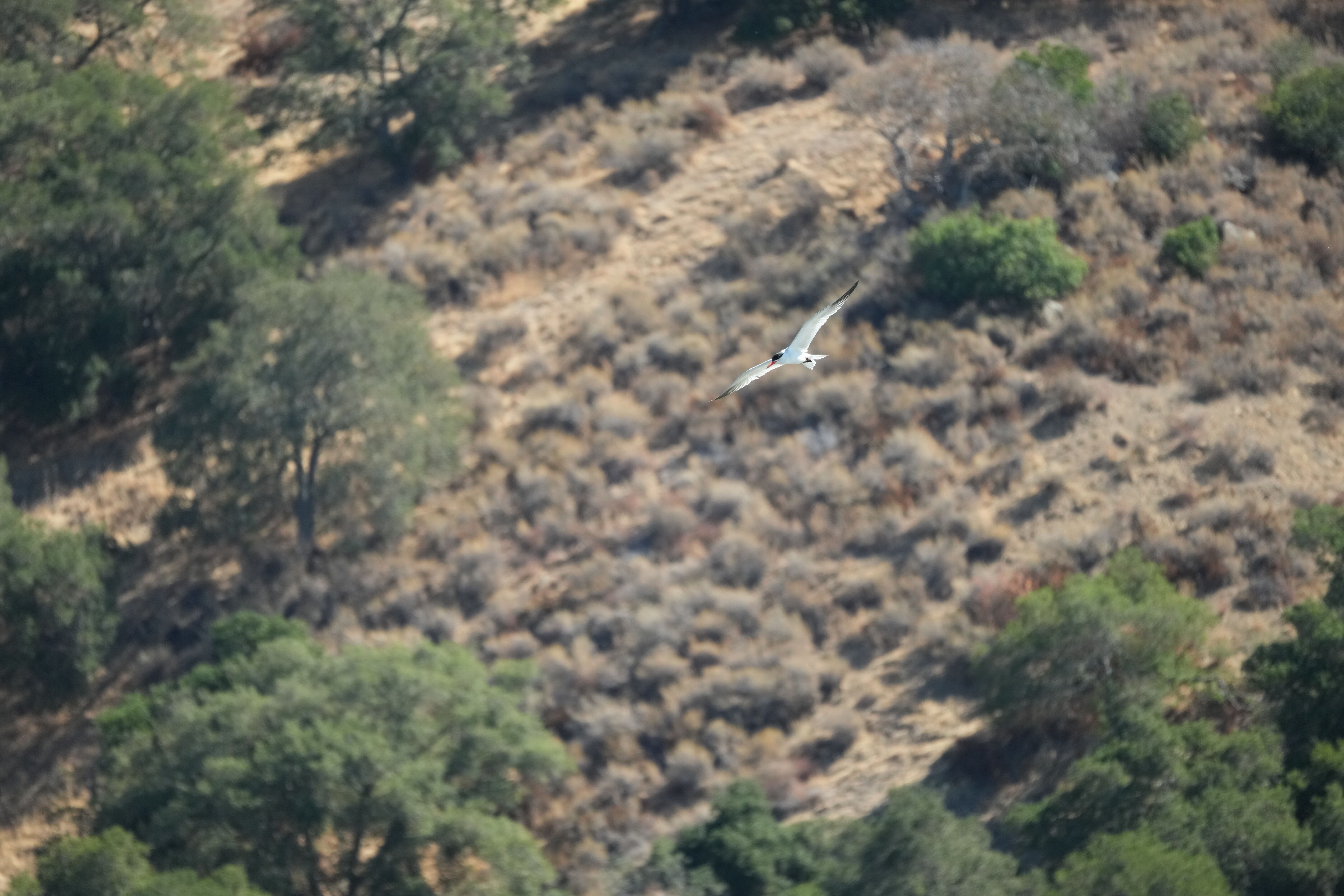 Coyote Lake Harvey Bear Ranch County Park