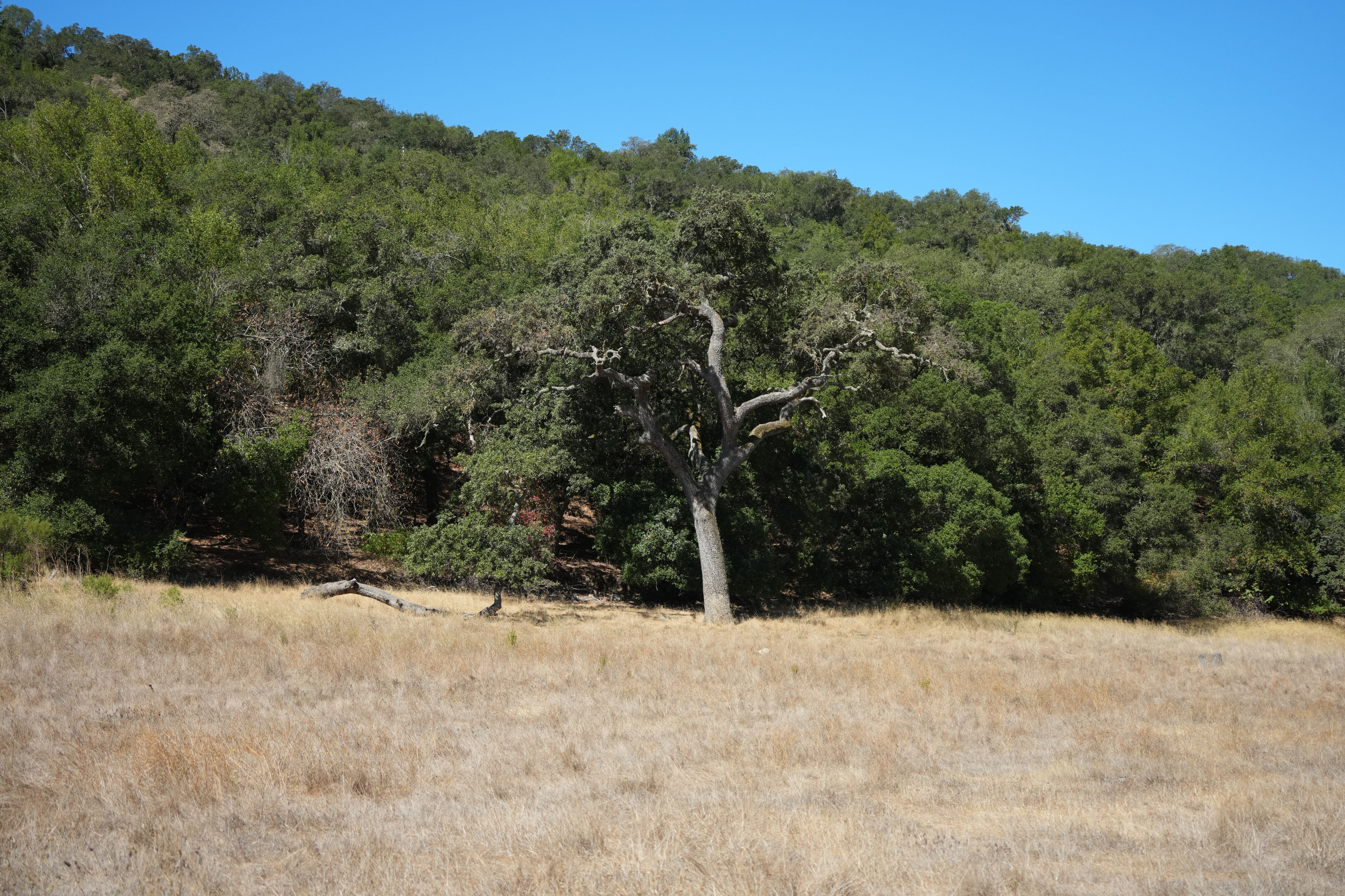 Coyote Lake Harvey Bear Ranch County Park