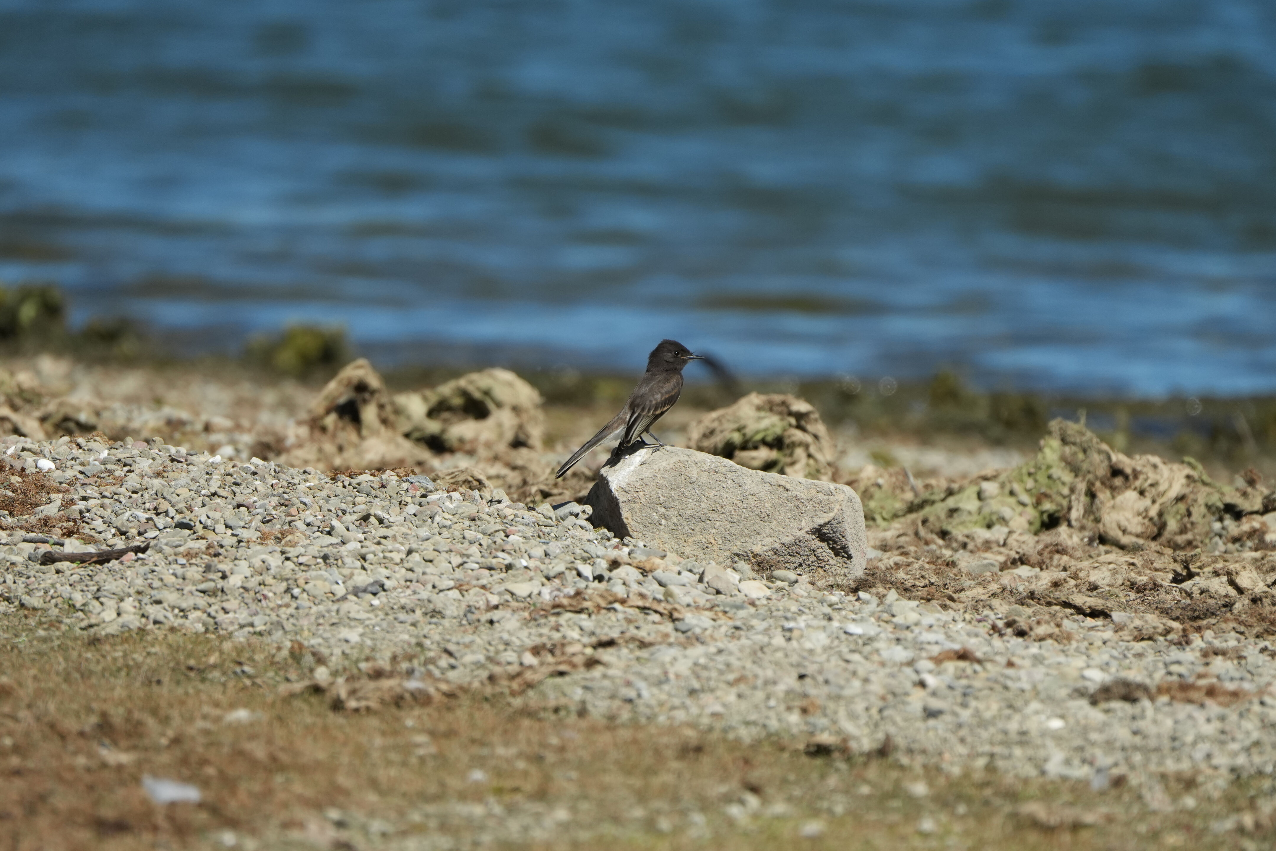 Coyote Lake Harvey Bear Ranch County Park