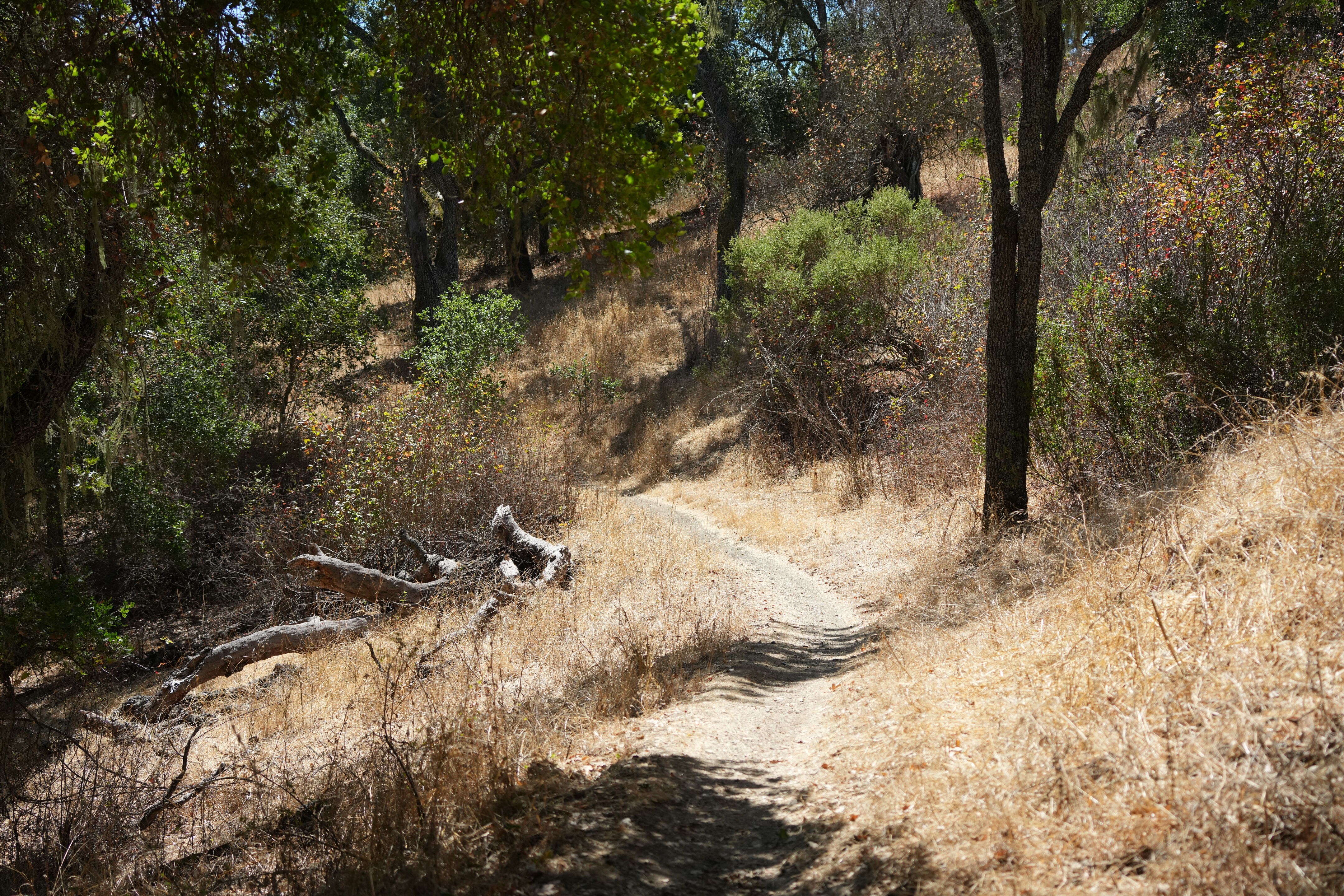 Coyote Lake Harvey Bear Ranch County Park