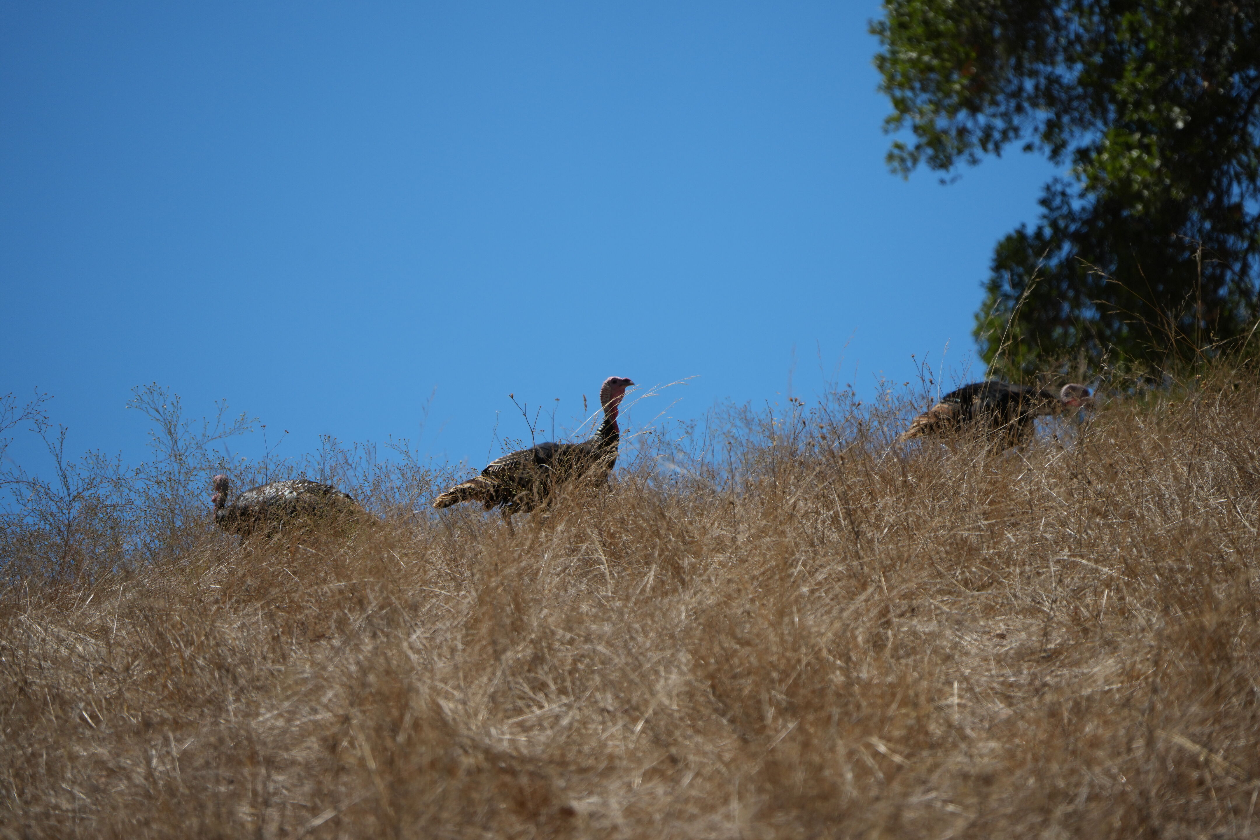 Coyote Lake Harvey Bear Ranch County Park