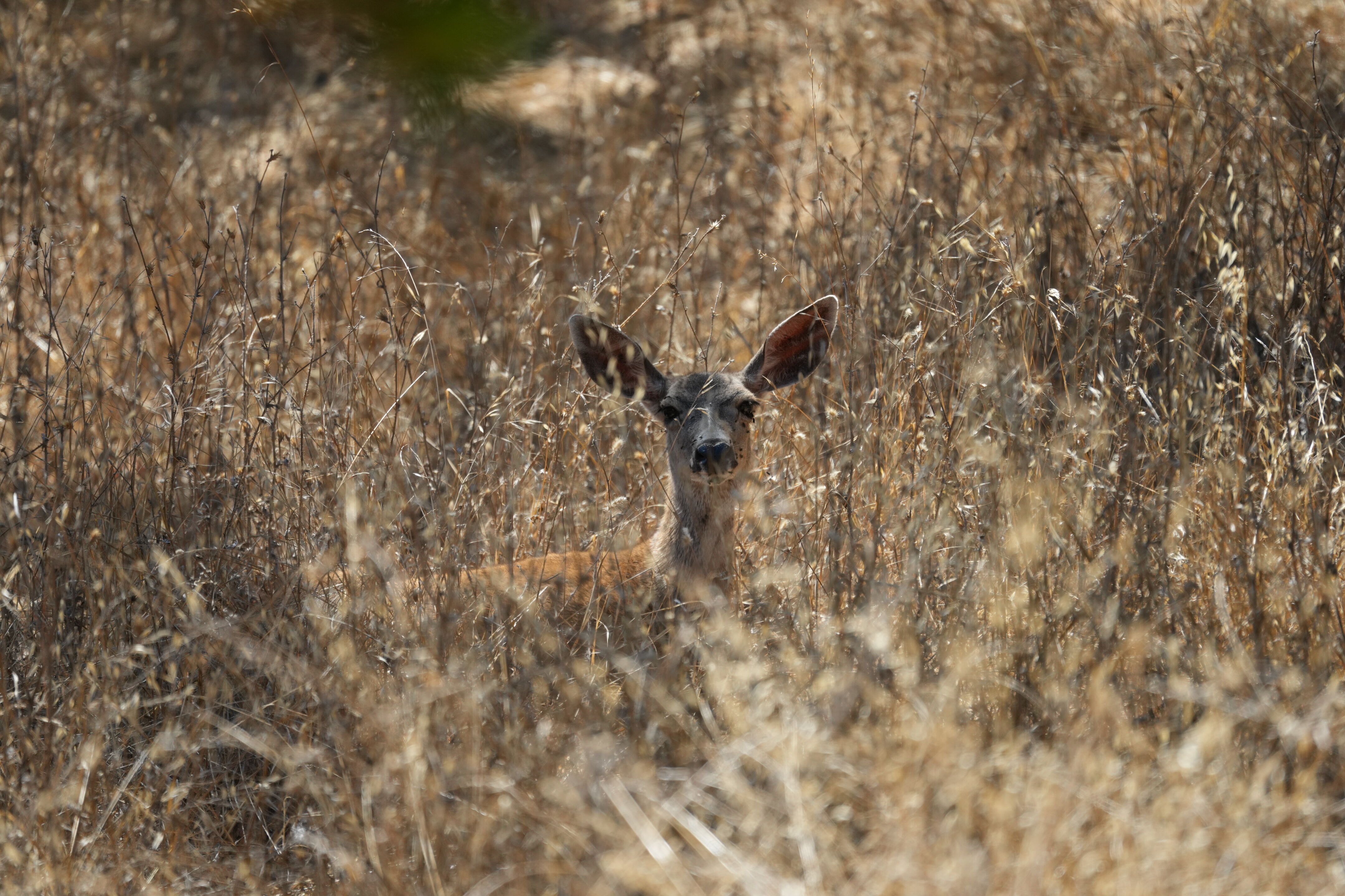 Mule Deer Hiding In Bush