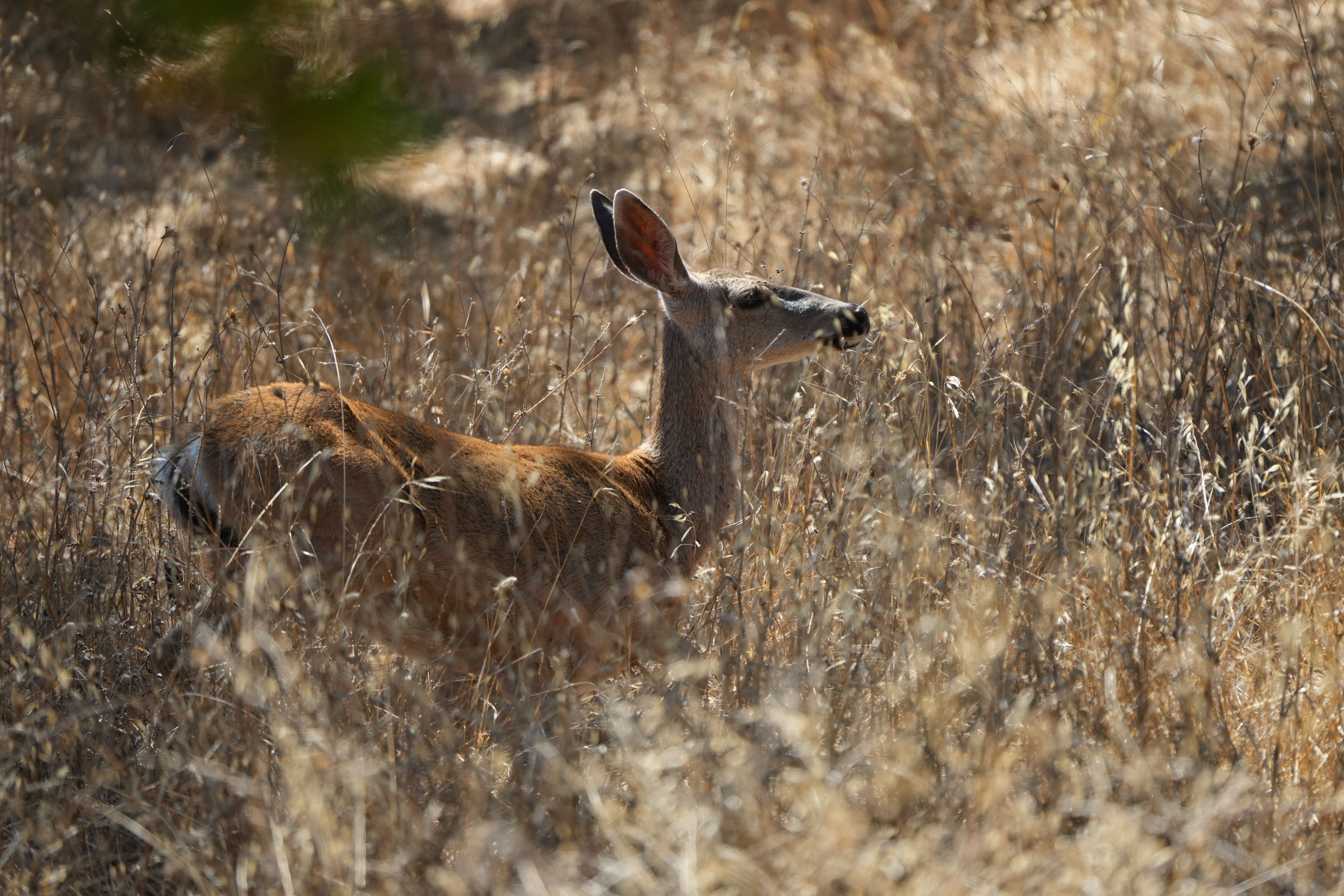 Coyote Lake Harvey Bear Ranch County Park