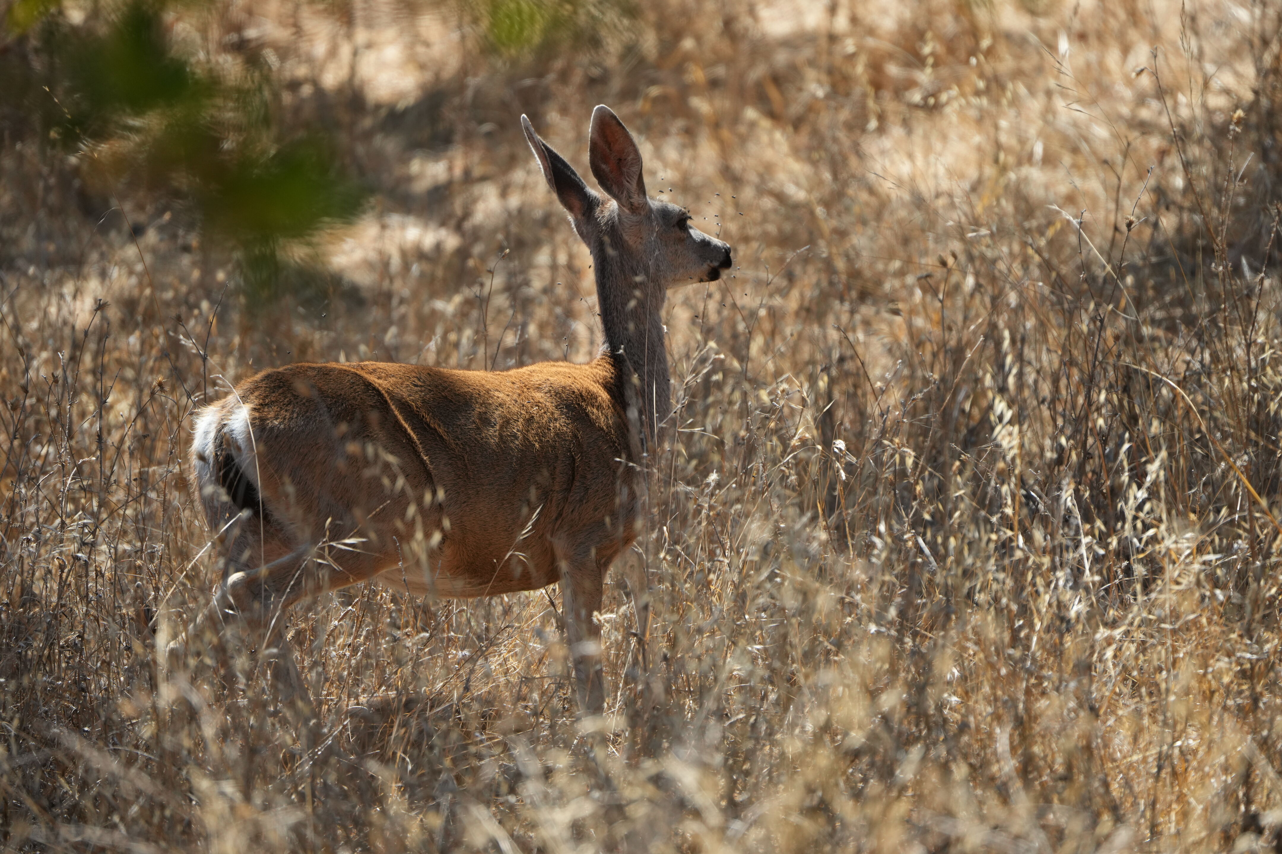 Coyote Lake Harvey Bear Ranch County Park