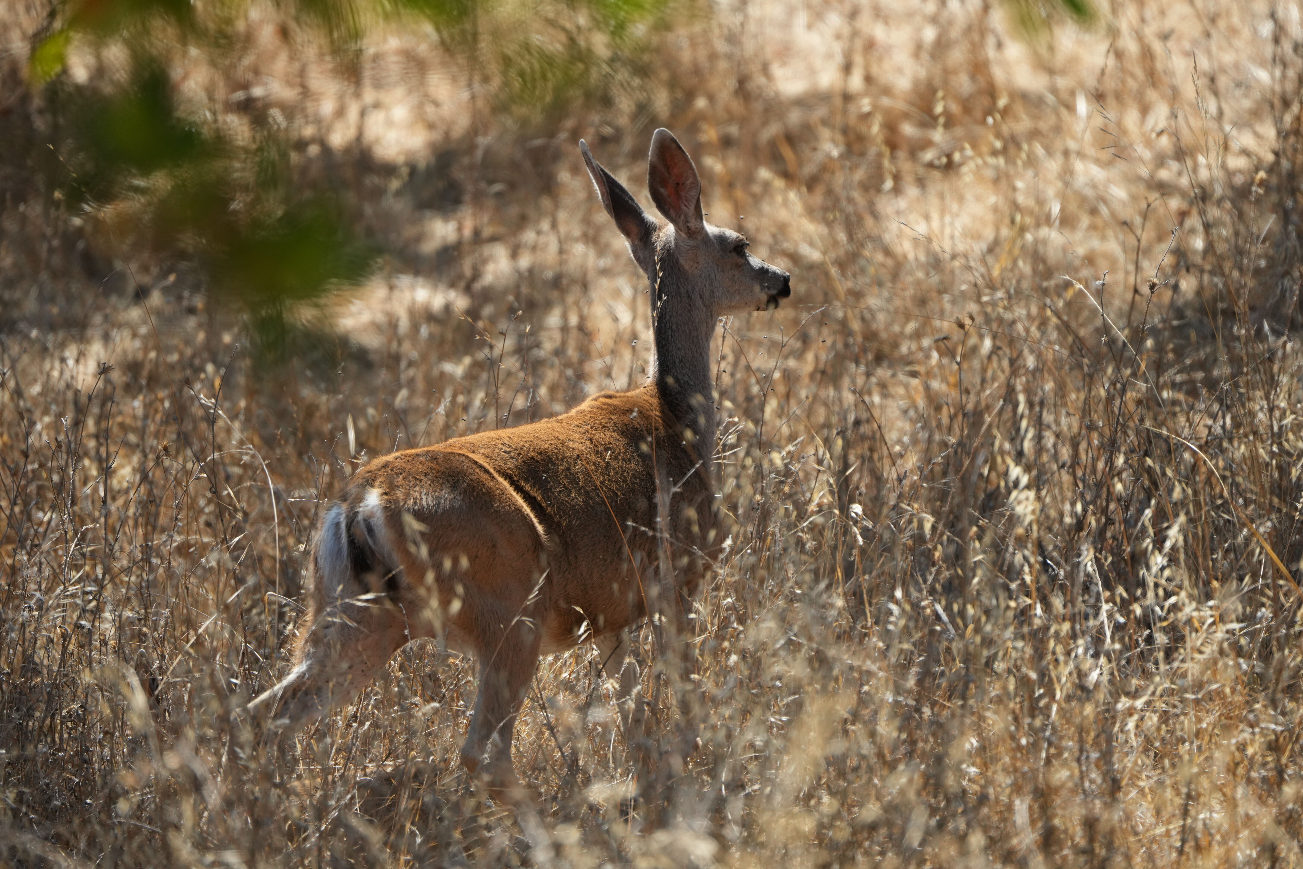 Coyote Lake Harvey Bear Ranch County Park
