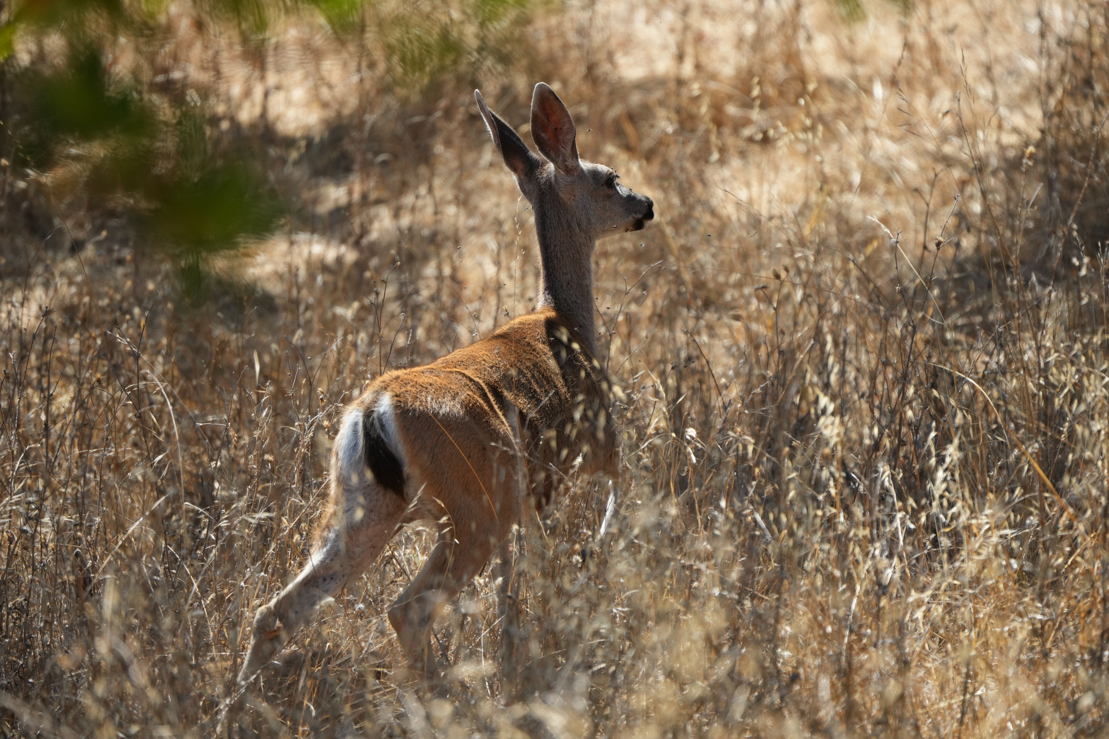 Coyote Lake Harvey Bear Ranch County Park