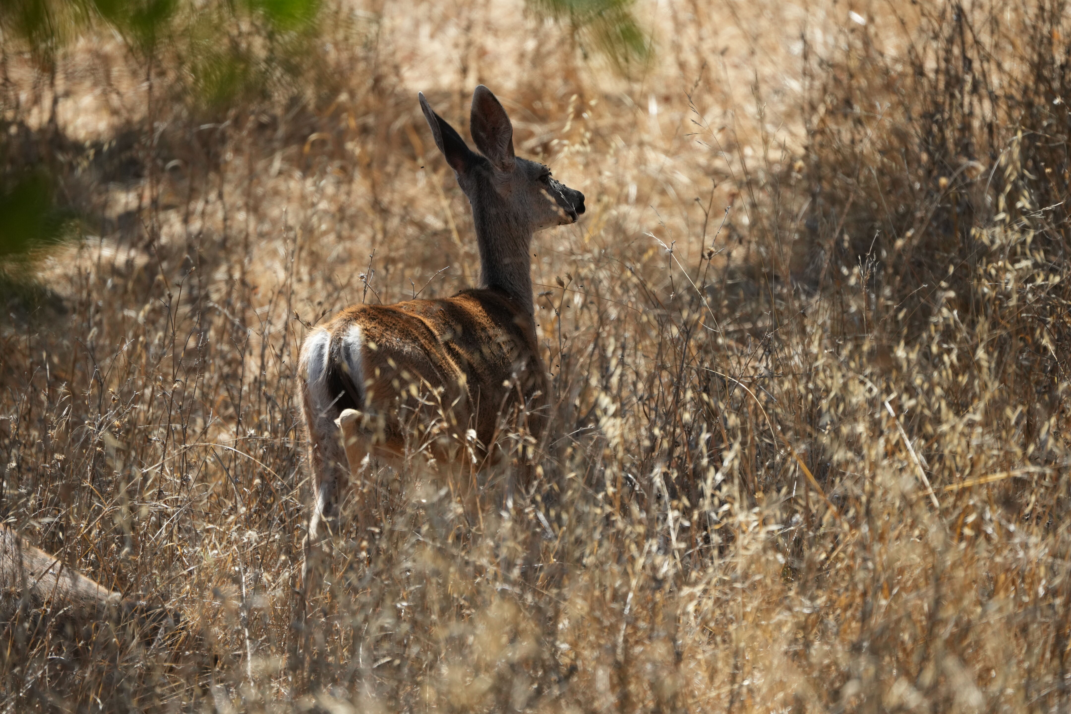 Coyote Lake Harvey Bear Ranch County Park
