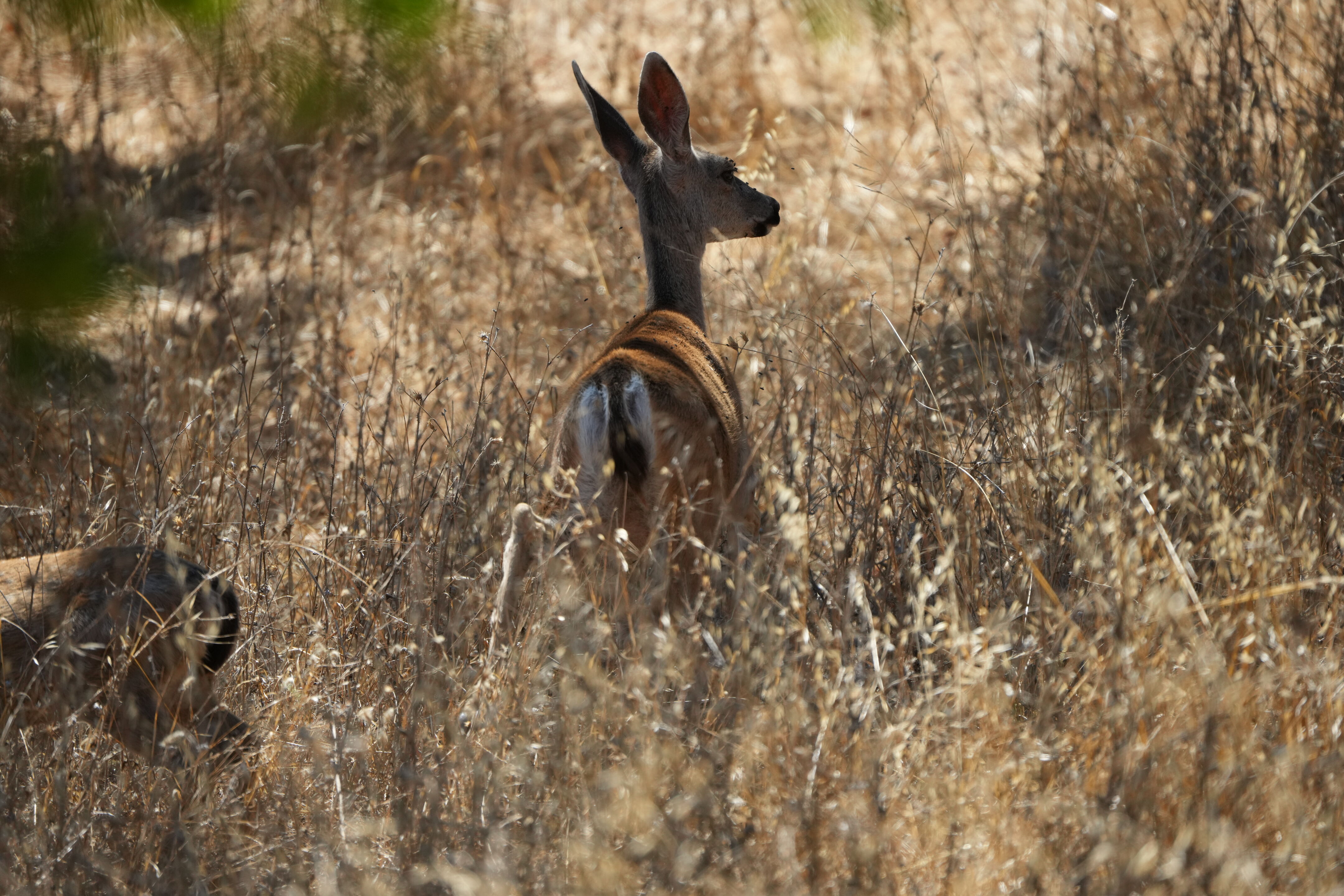 Coyote Lake Harvey Bear Ranch County Park