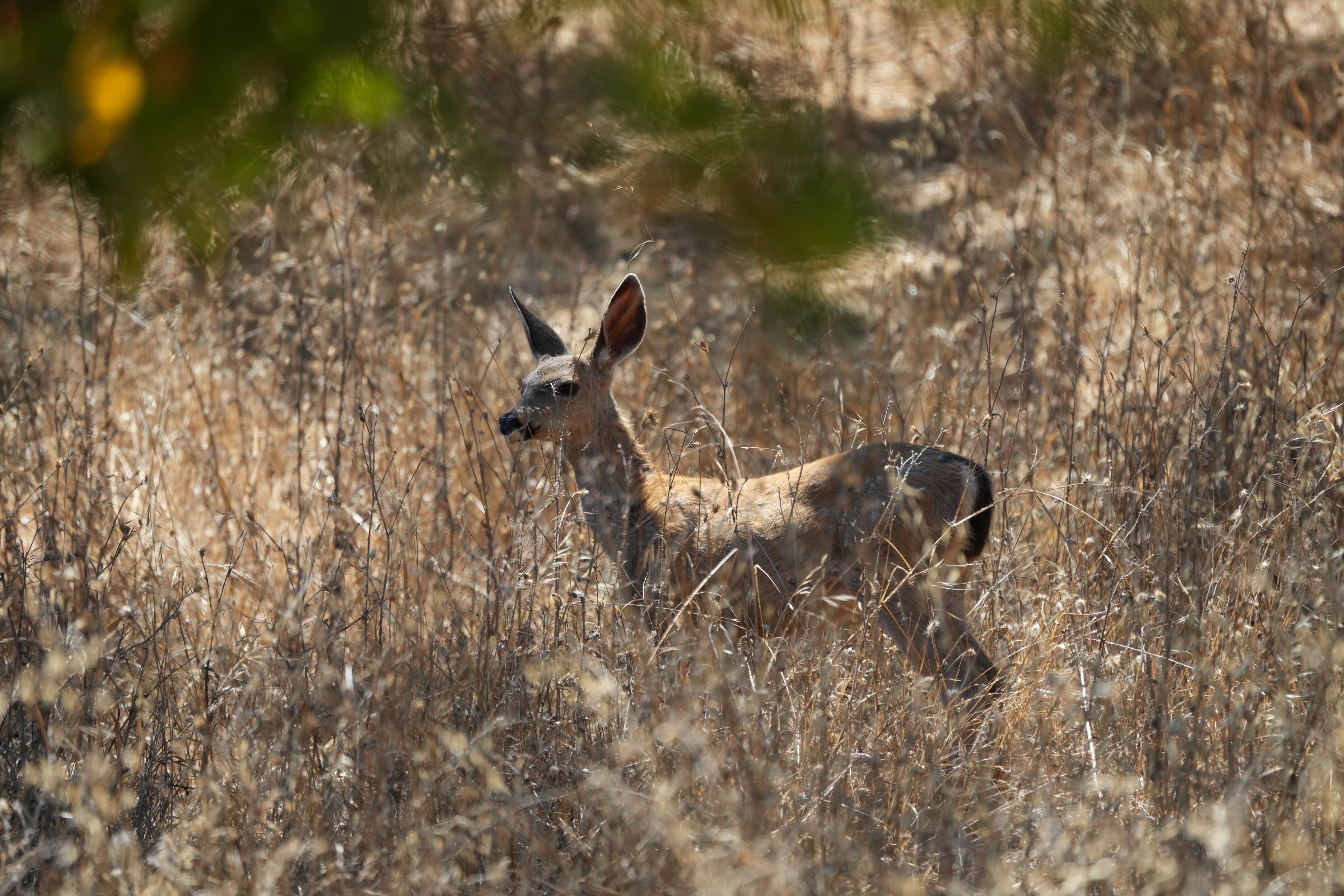 Coyote Lake Harvey Bear Ranch County Park