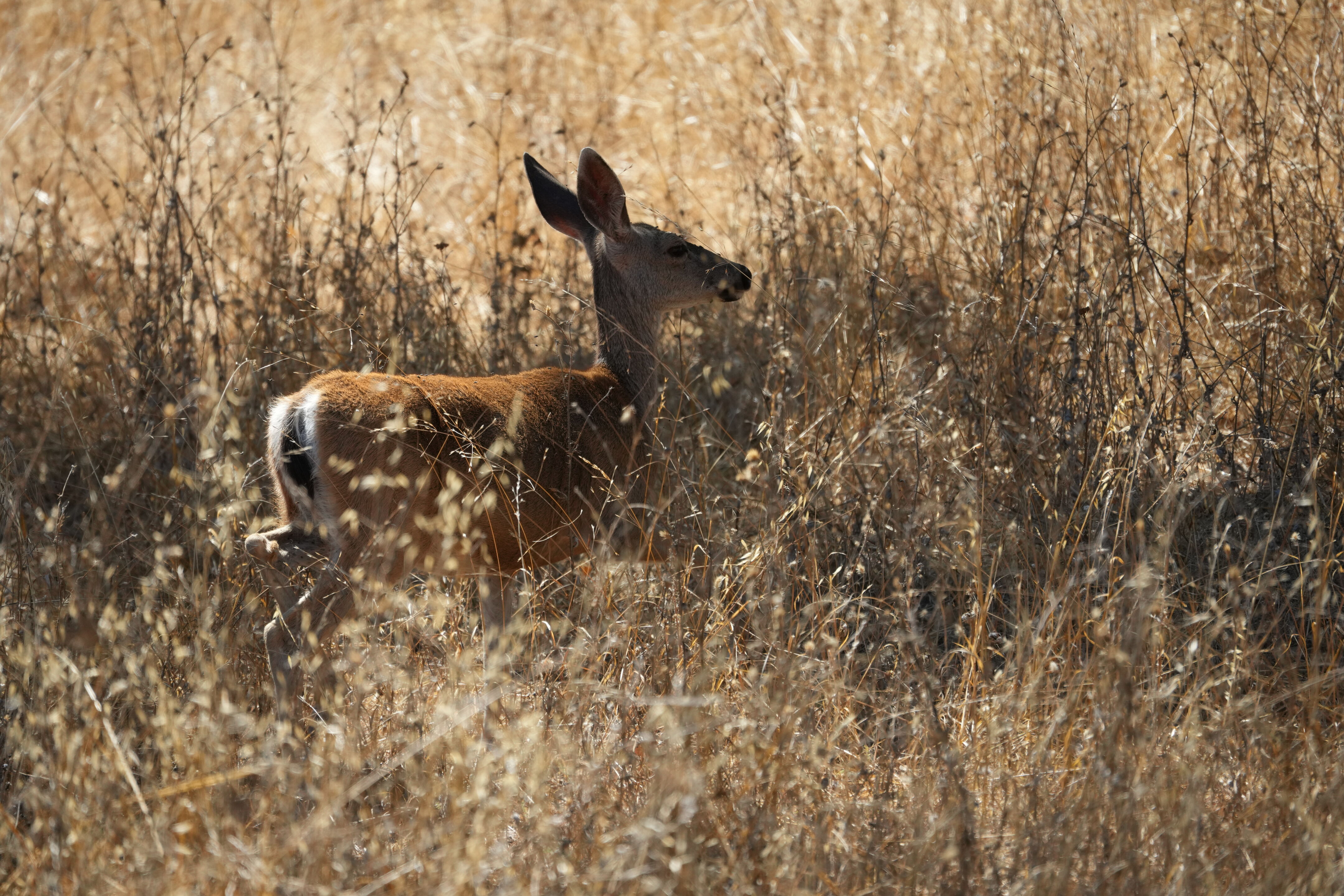 Coyote Lake Harvey Bear Ranch County Park