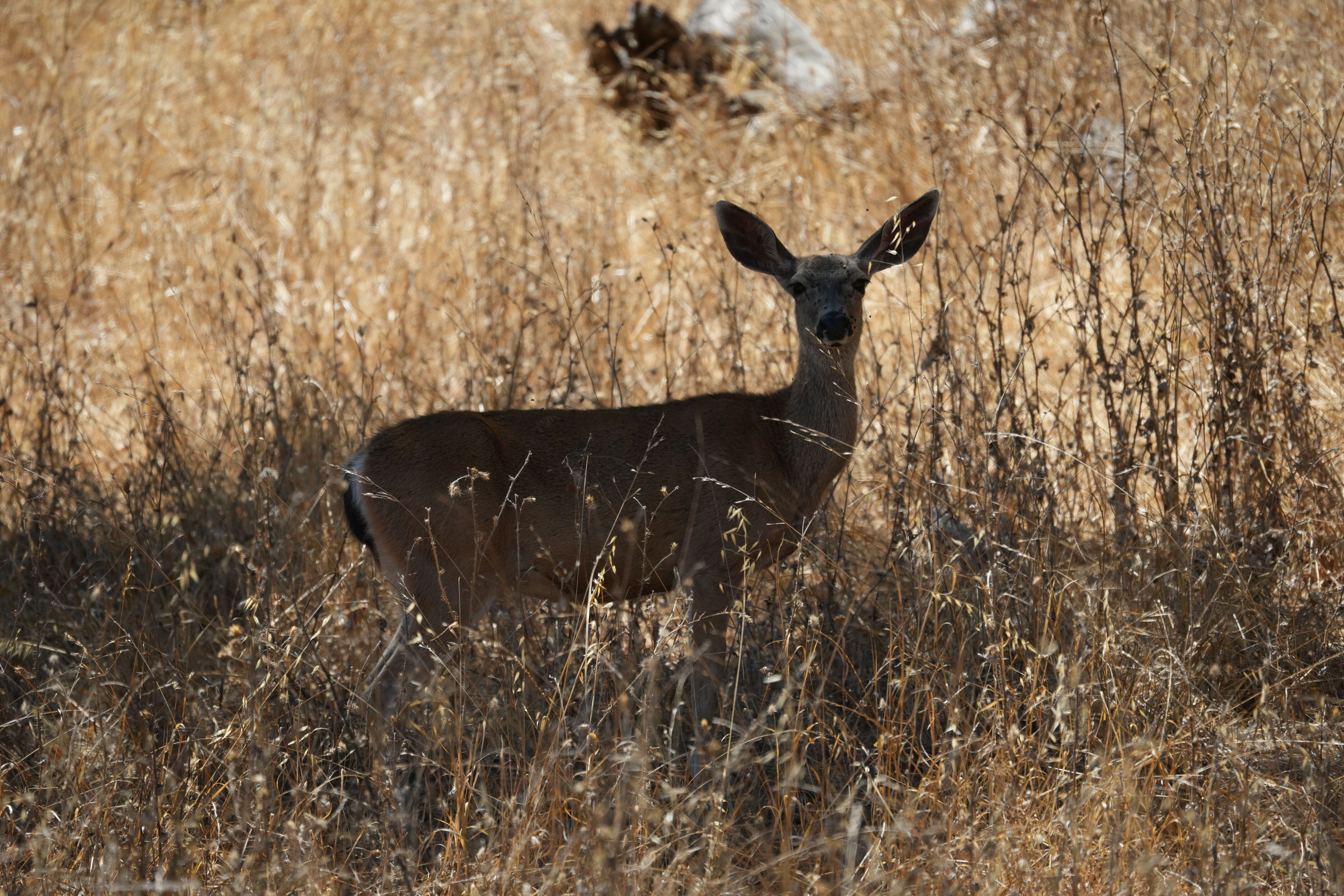 Coyote Lake Harvey Bear Ranch County Park