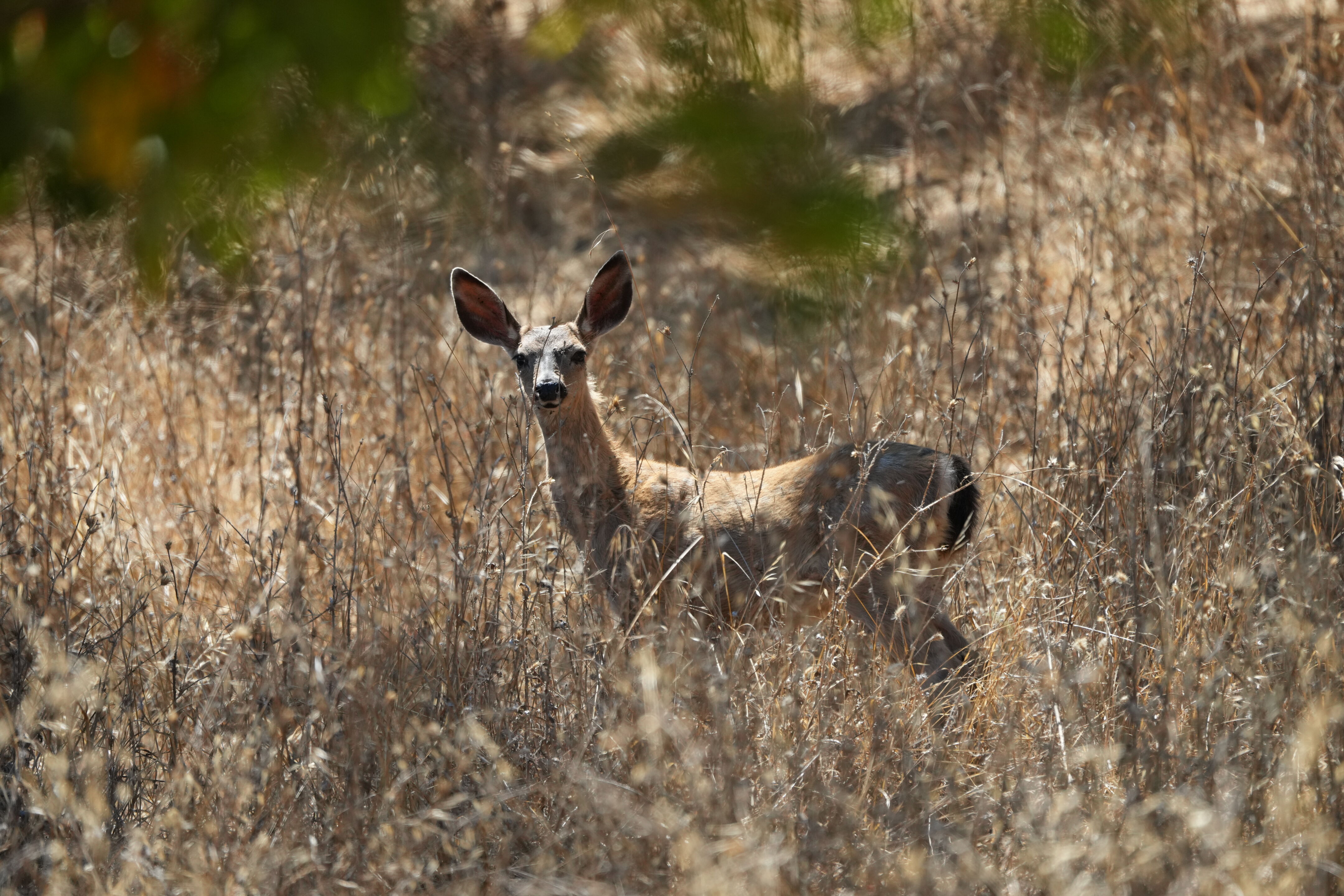 Coyote Lake Harvey Bear Ranch County Park