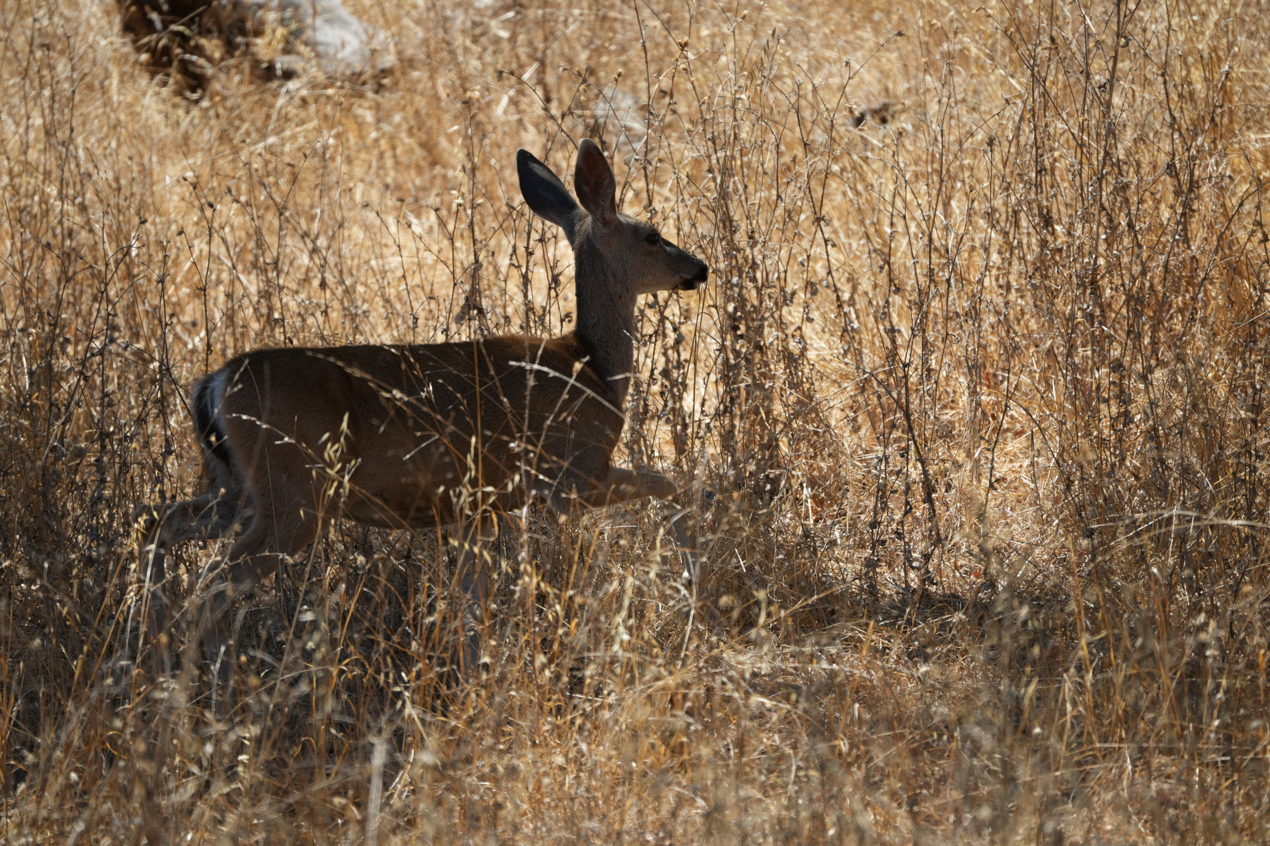 Coyote Lake Harvey Bear Ranch County Park