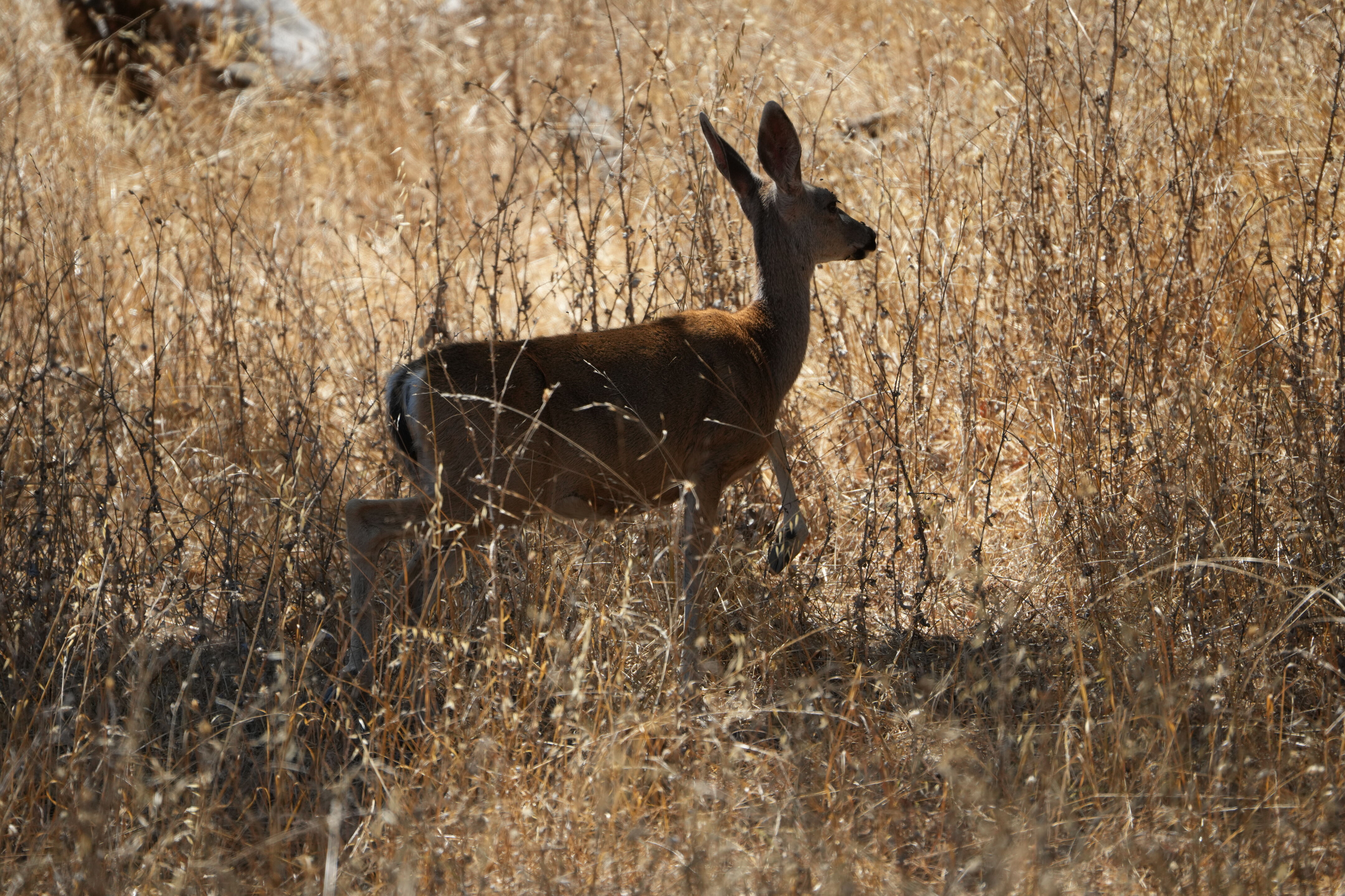 Coyote Lake Harvey Bear Ranch County Park
