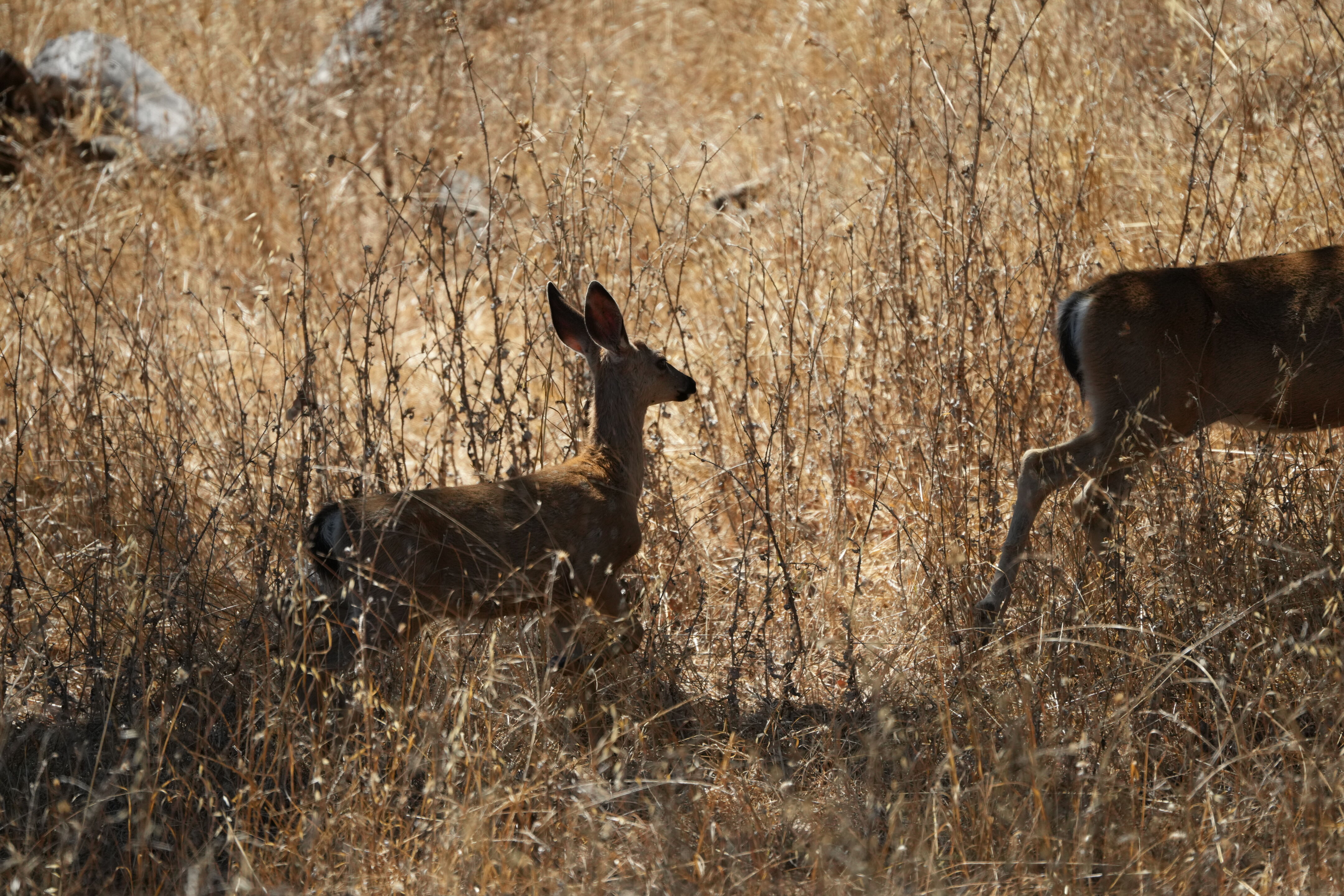 Coyote Lake Harvey Bear Ranch County Park