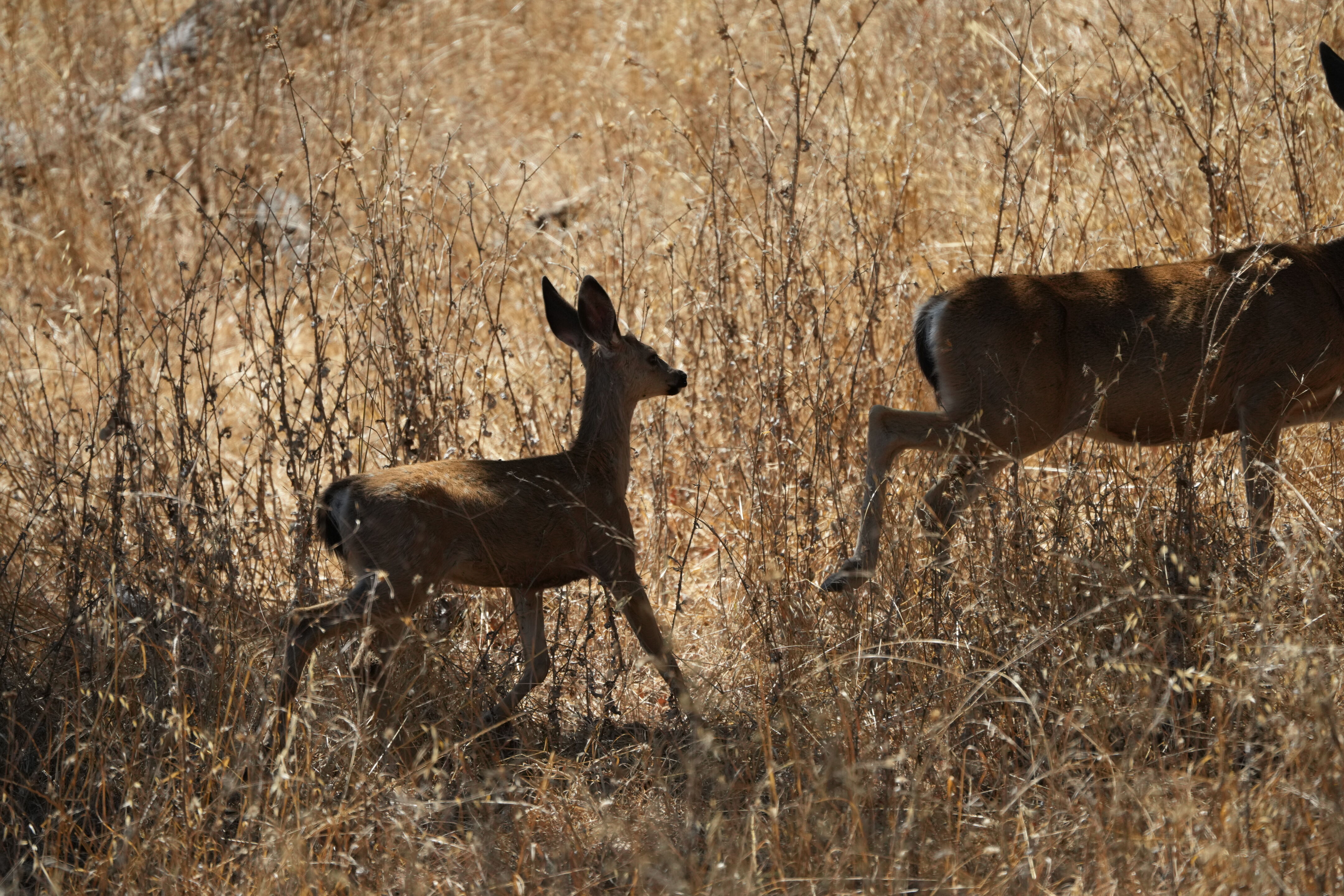 Coyote Lake Harvey Bear Ranch County Park