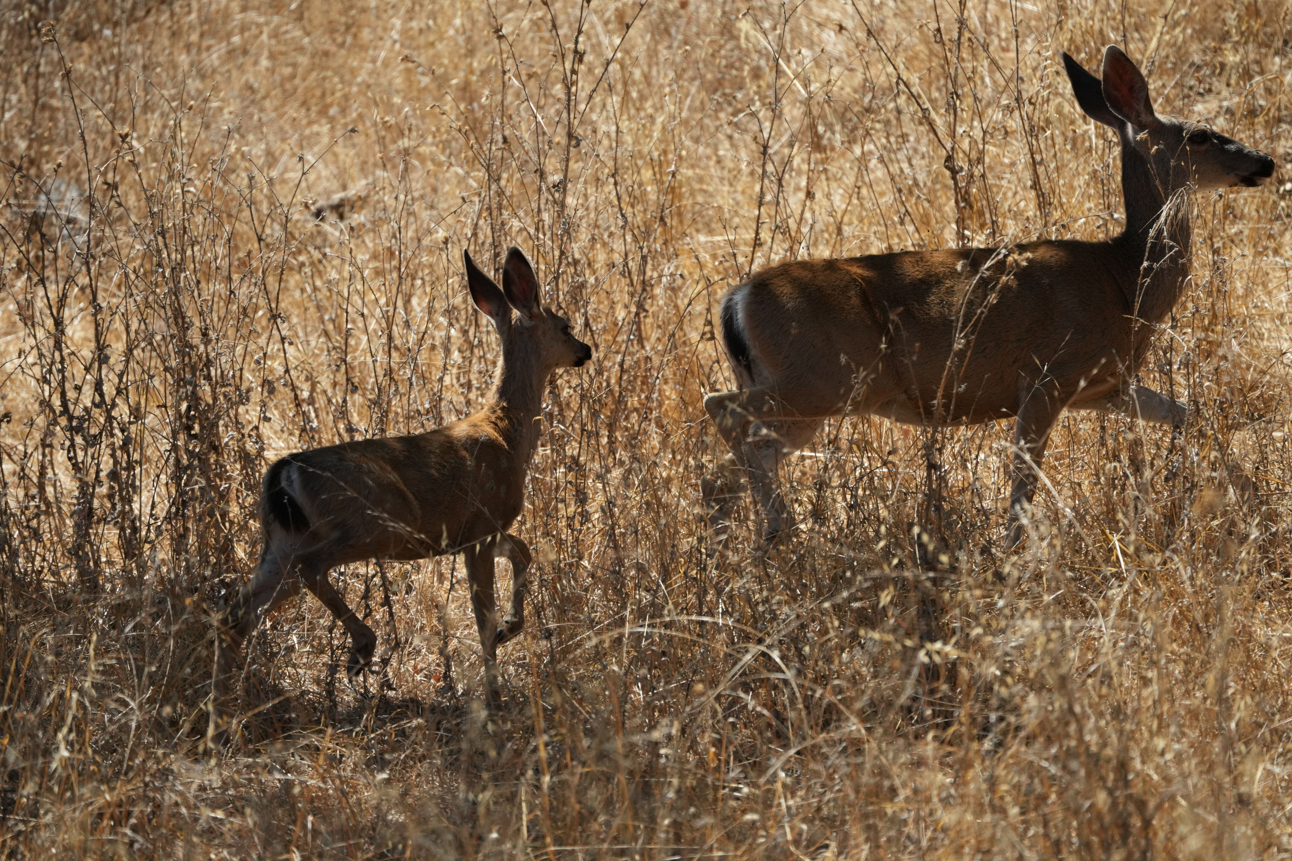Coyote Lake Harvey Bear Ranch County Park