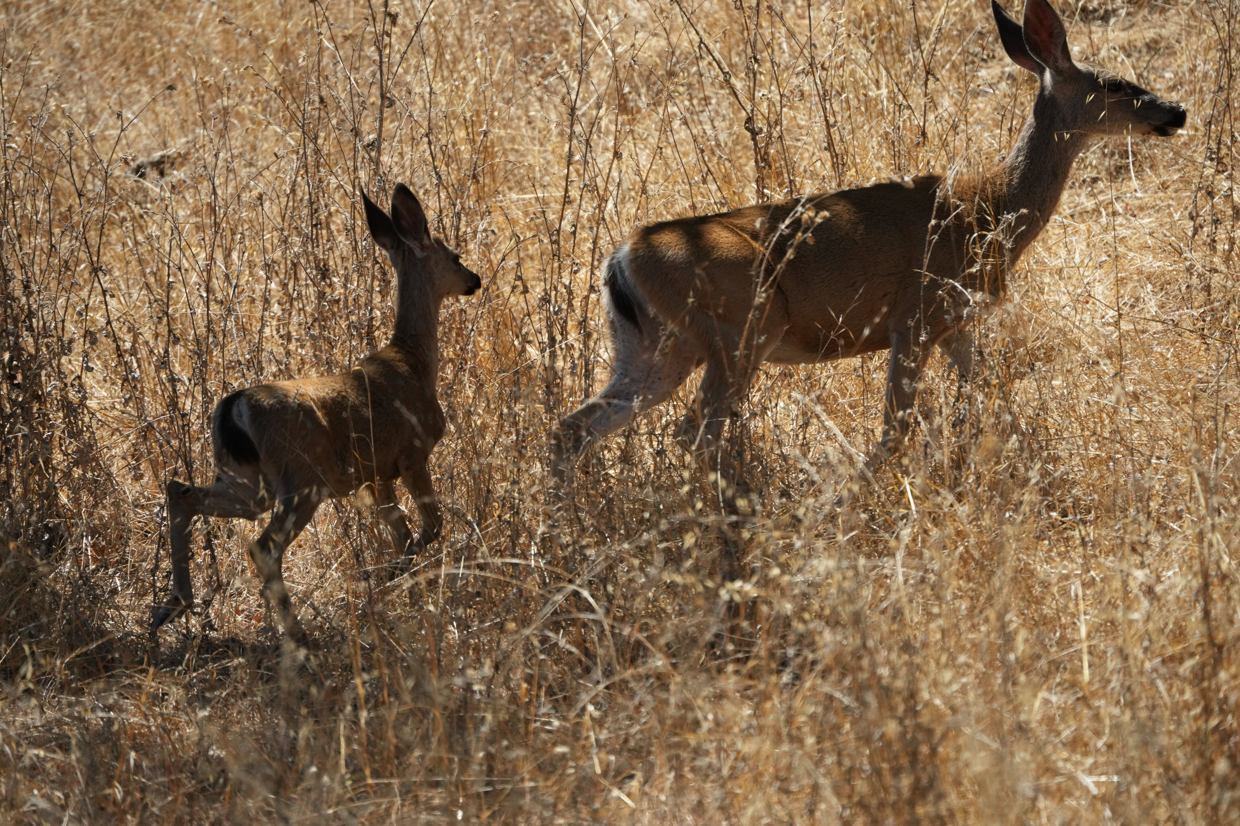 Coyote Lake Harvey Bear Ranch County Park