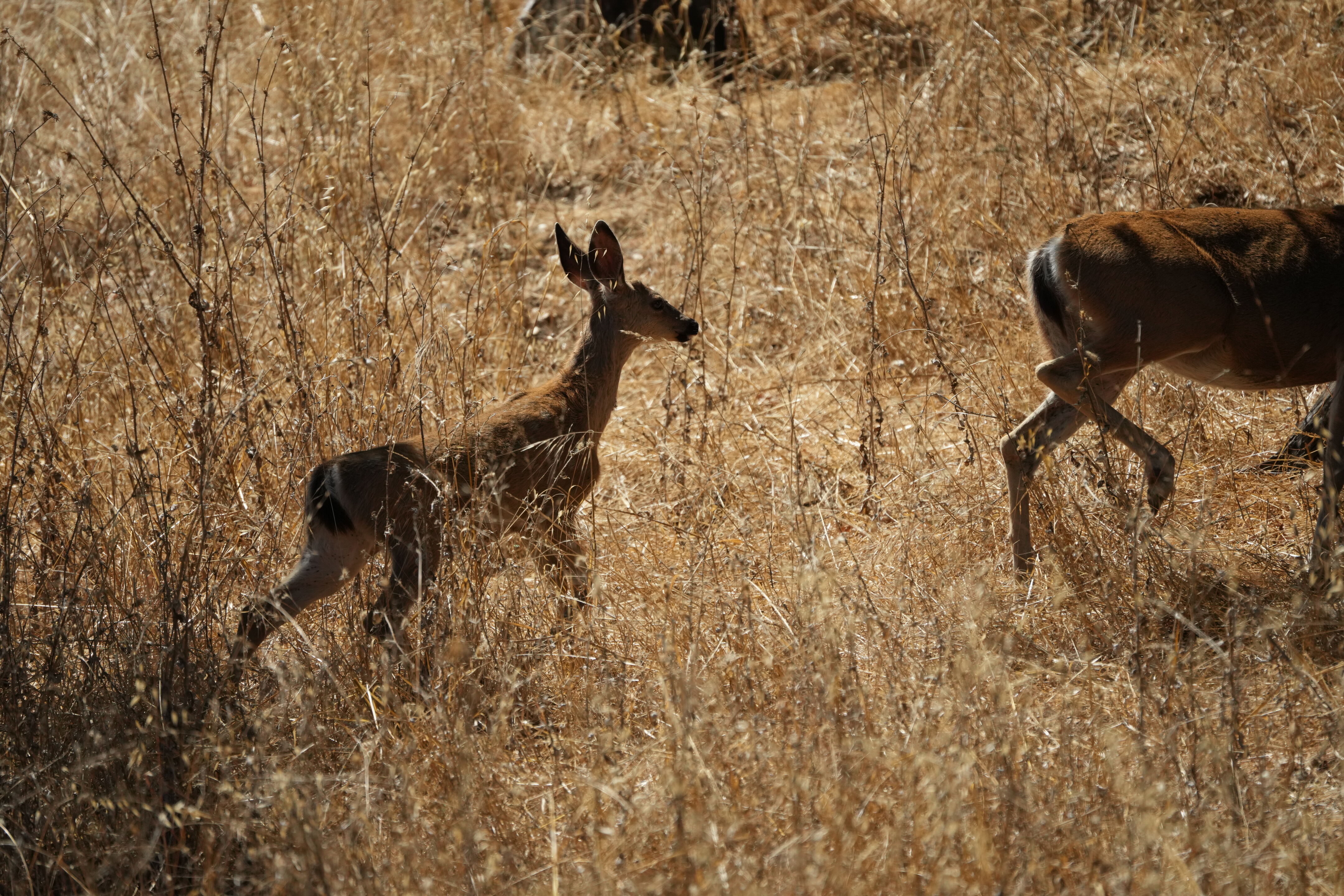 Coyote Lake Harvey Bear Ranch County Park