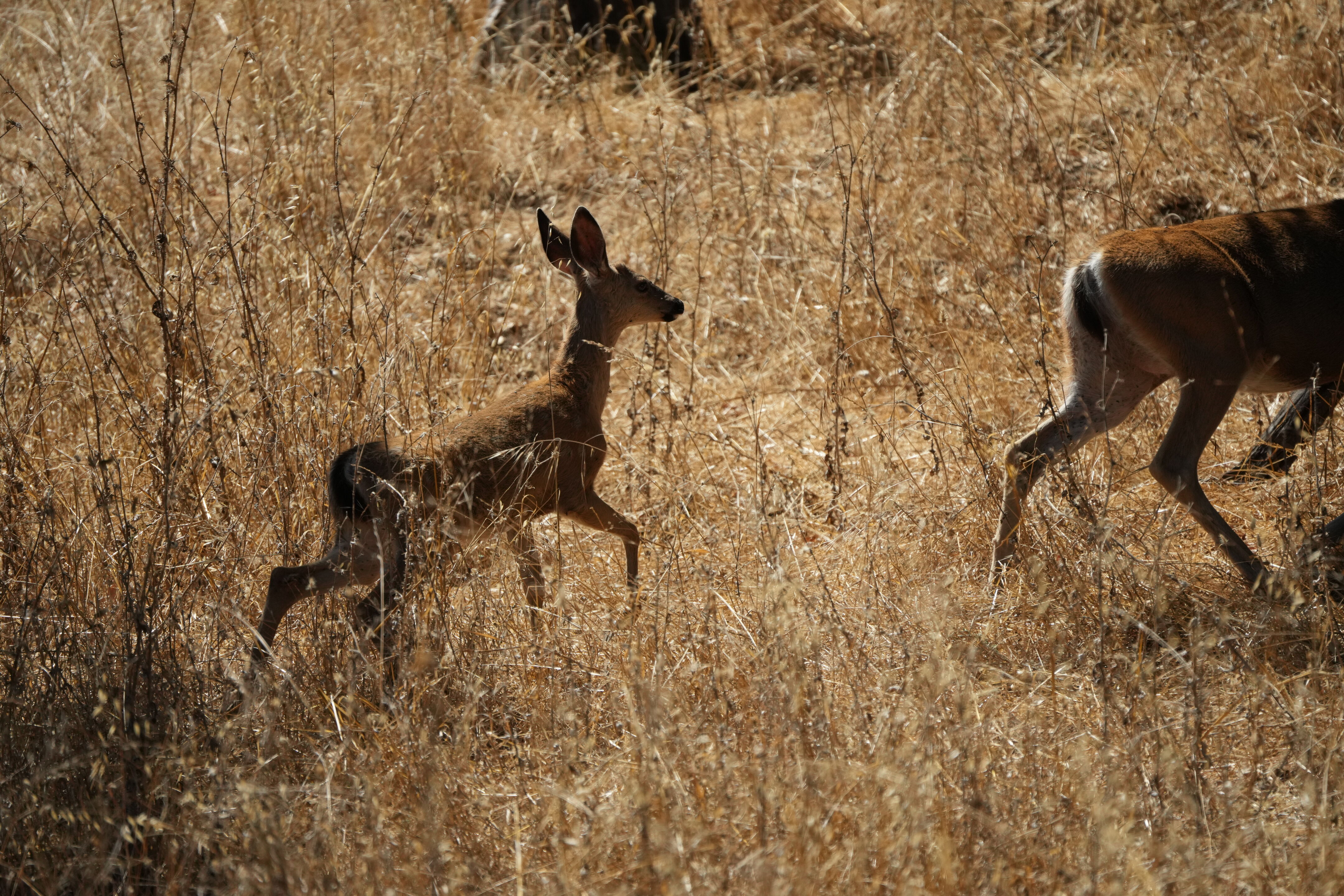 Coyote Lake Harvey Bear Ranch County Park