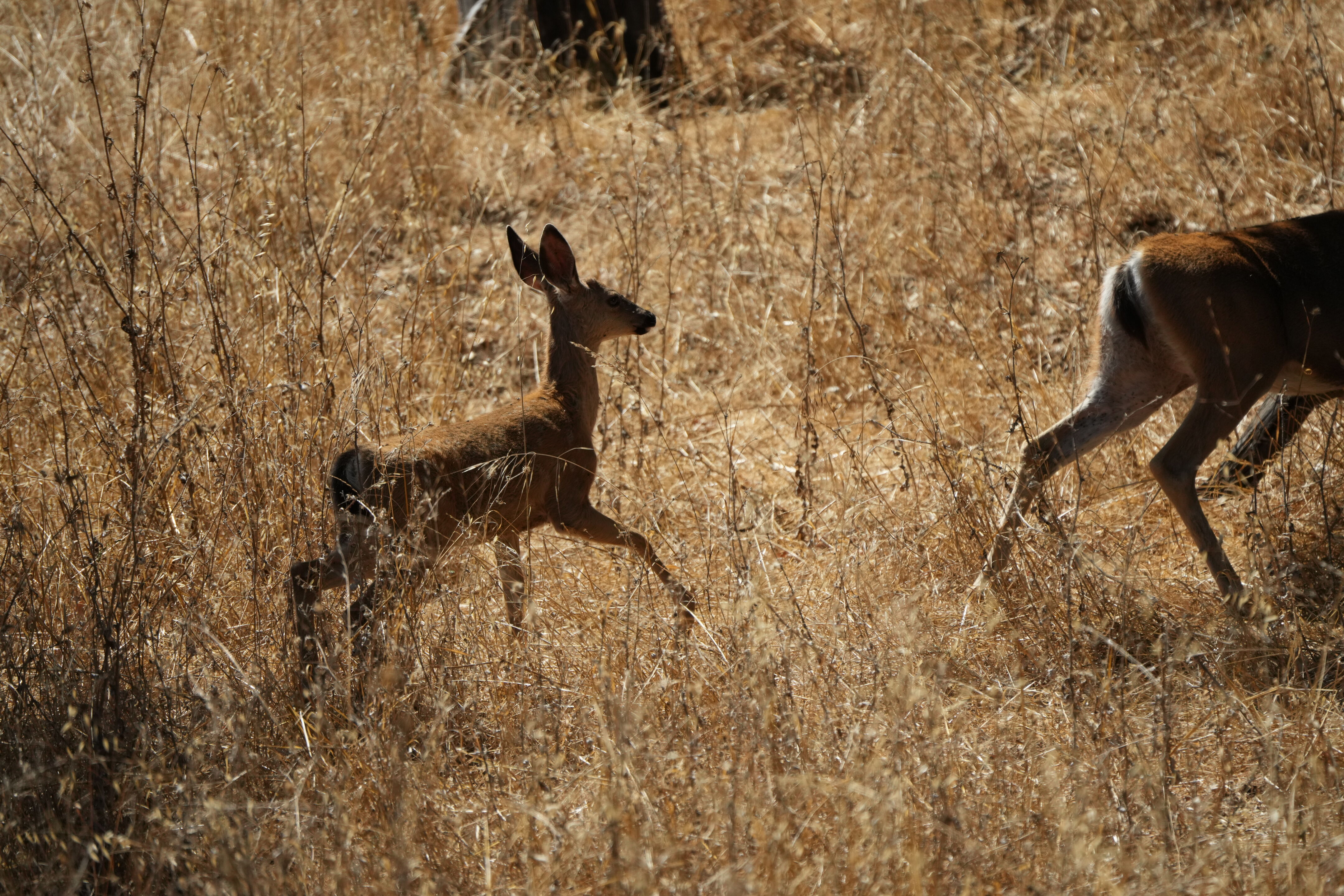 Coyote Lake Harvey Bear Ranch County Park