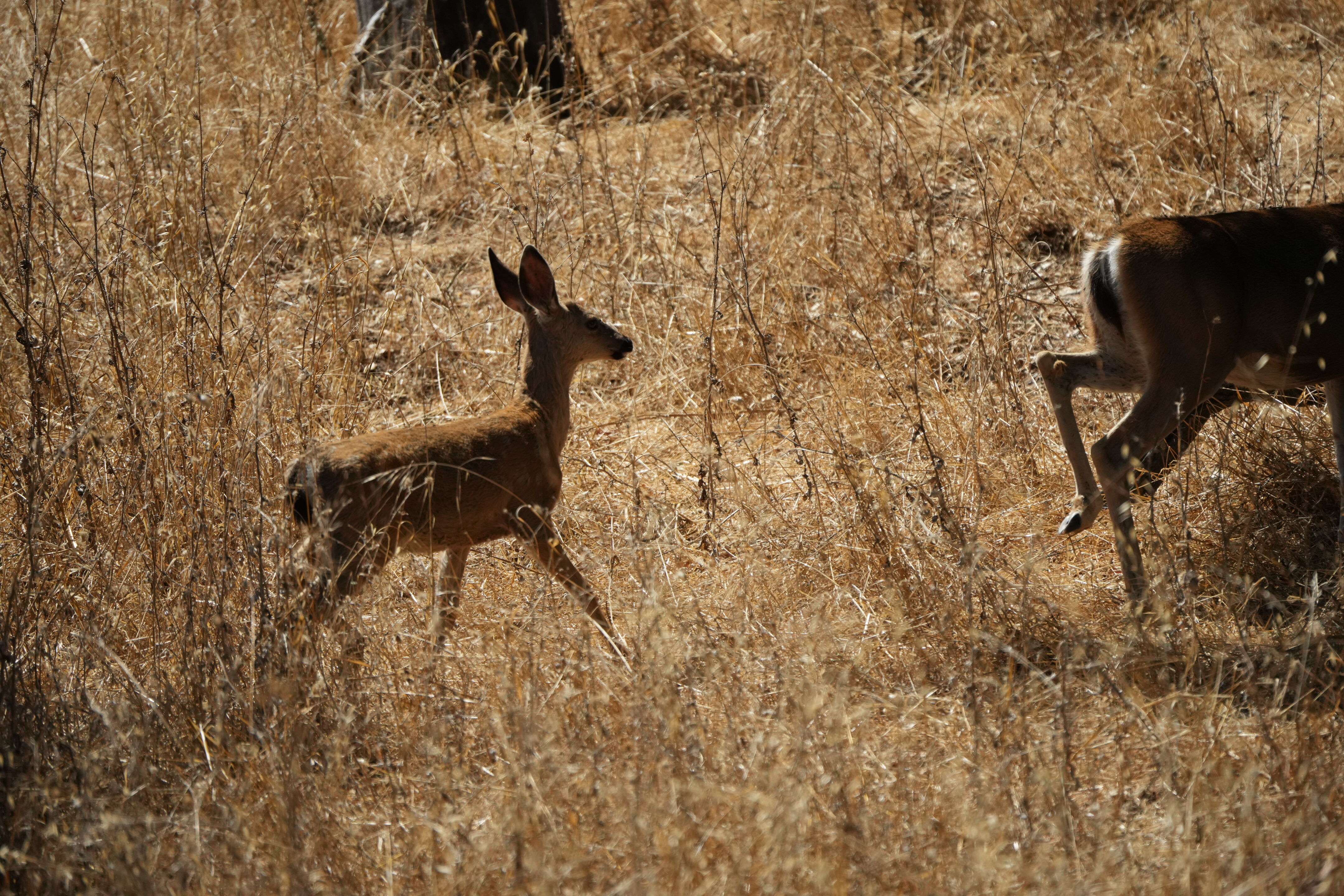 Coyote Lake Harvey Bear Ranch County Park