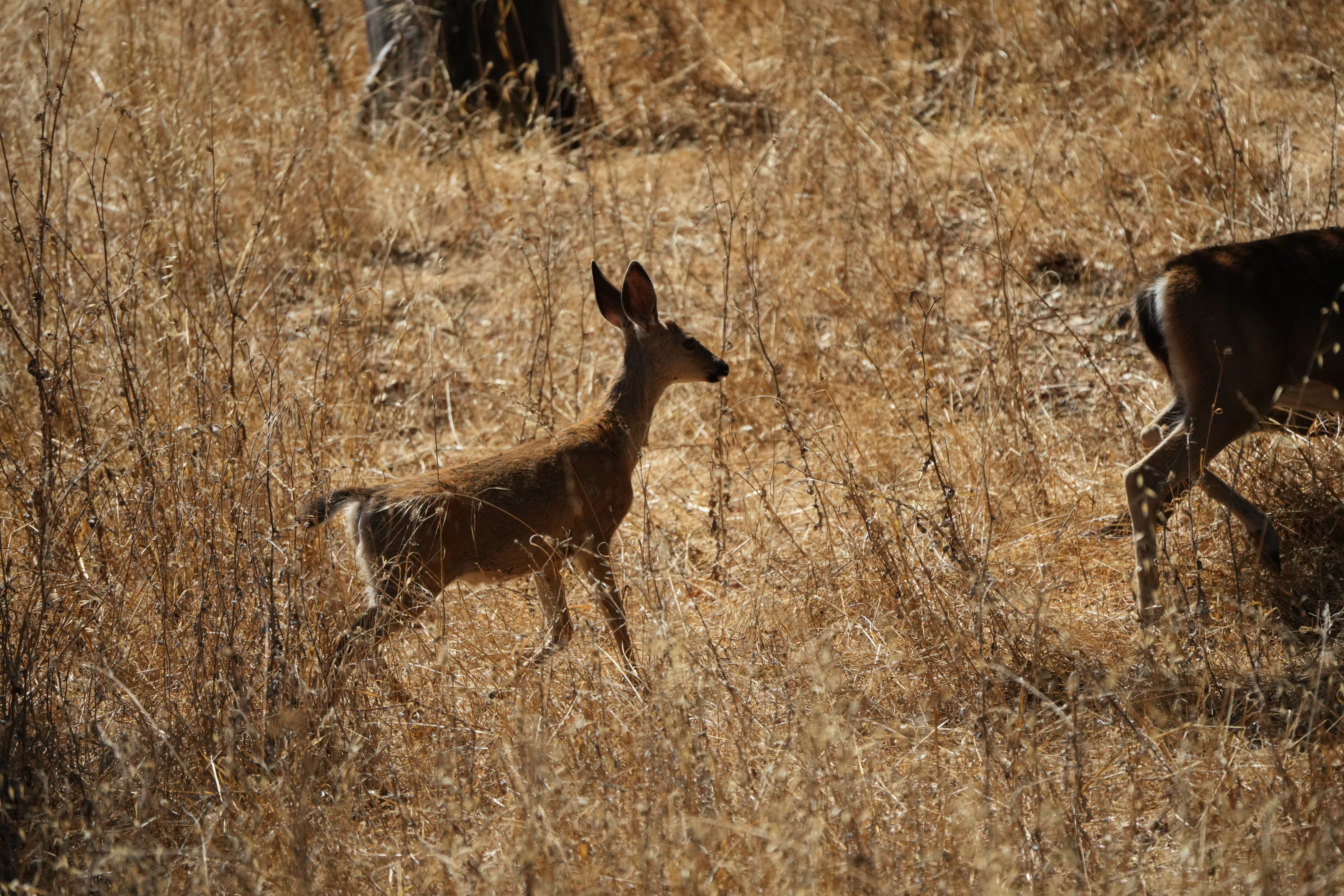 Coyote Lake Harvey Bear Ranch County Park