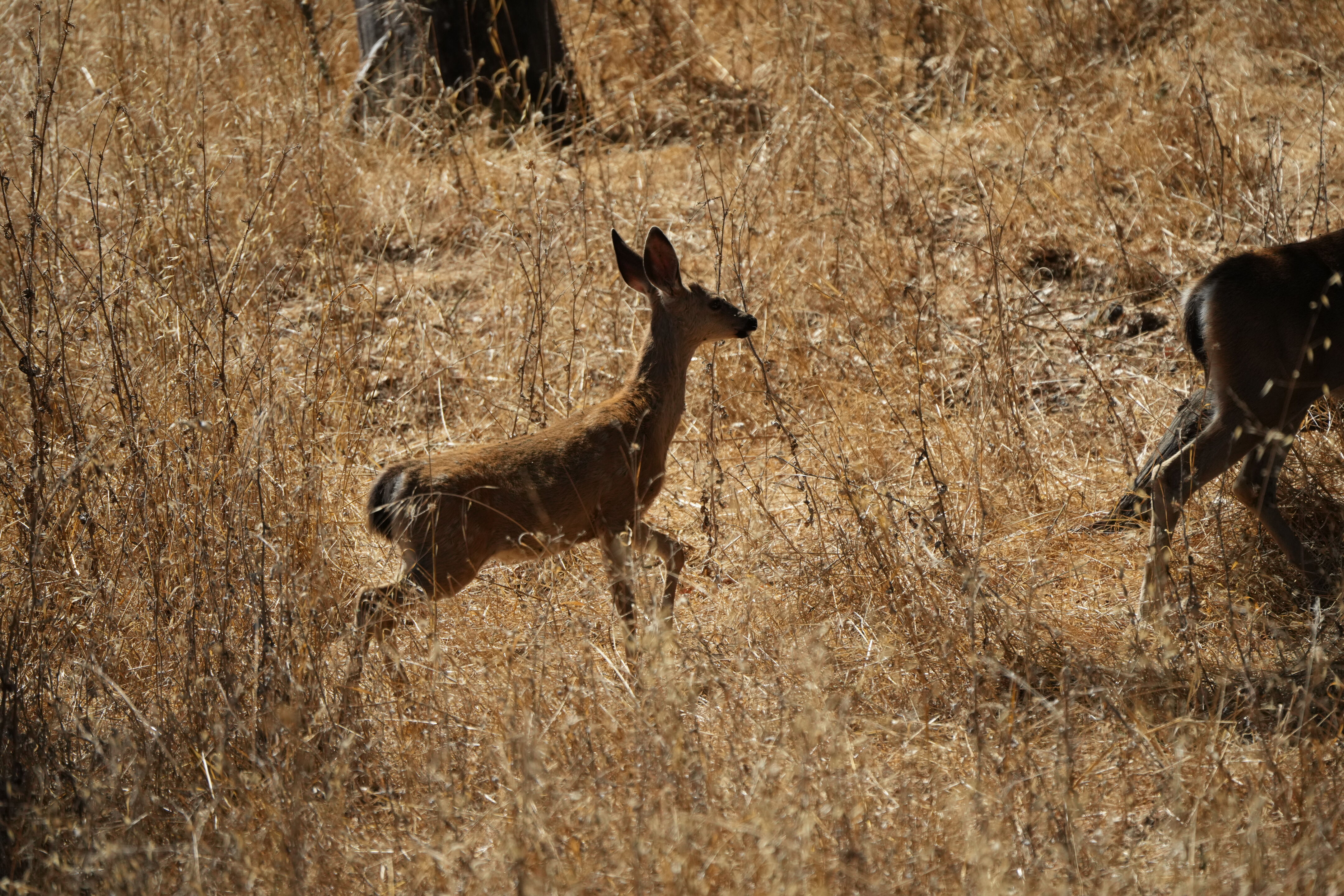 Coyote Lake Harvey Bear Ranch County Park
