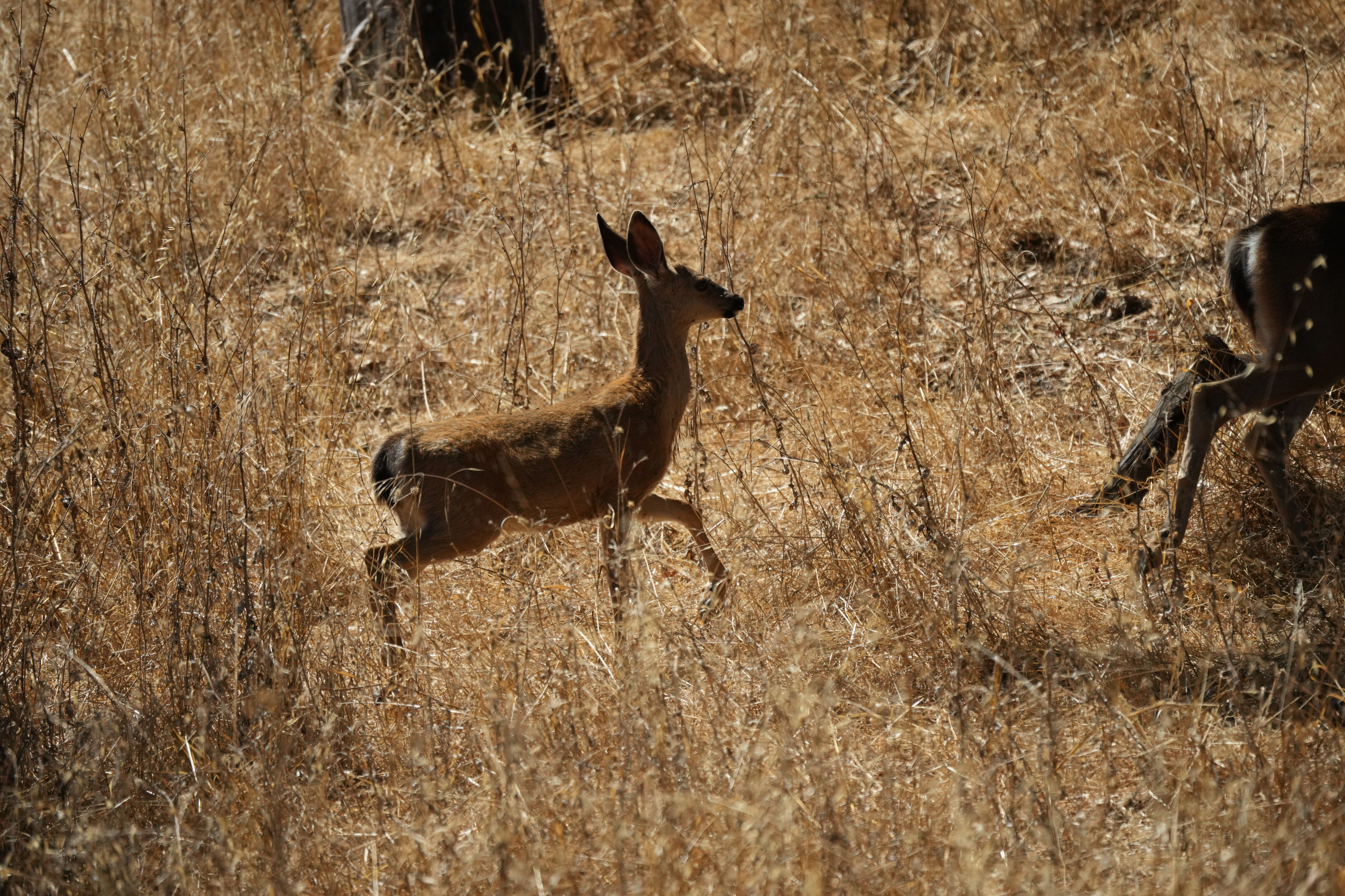 Coyote Lake Harvey Bear Ranch County Park
