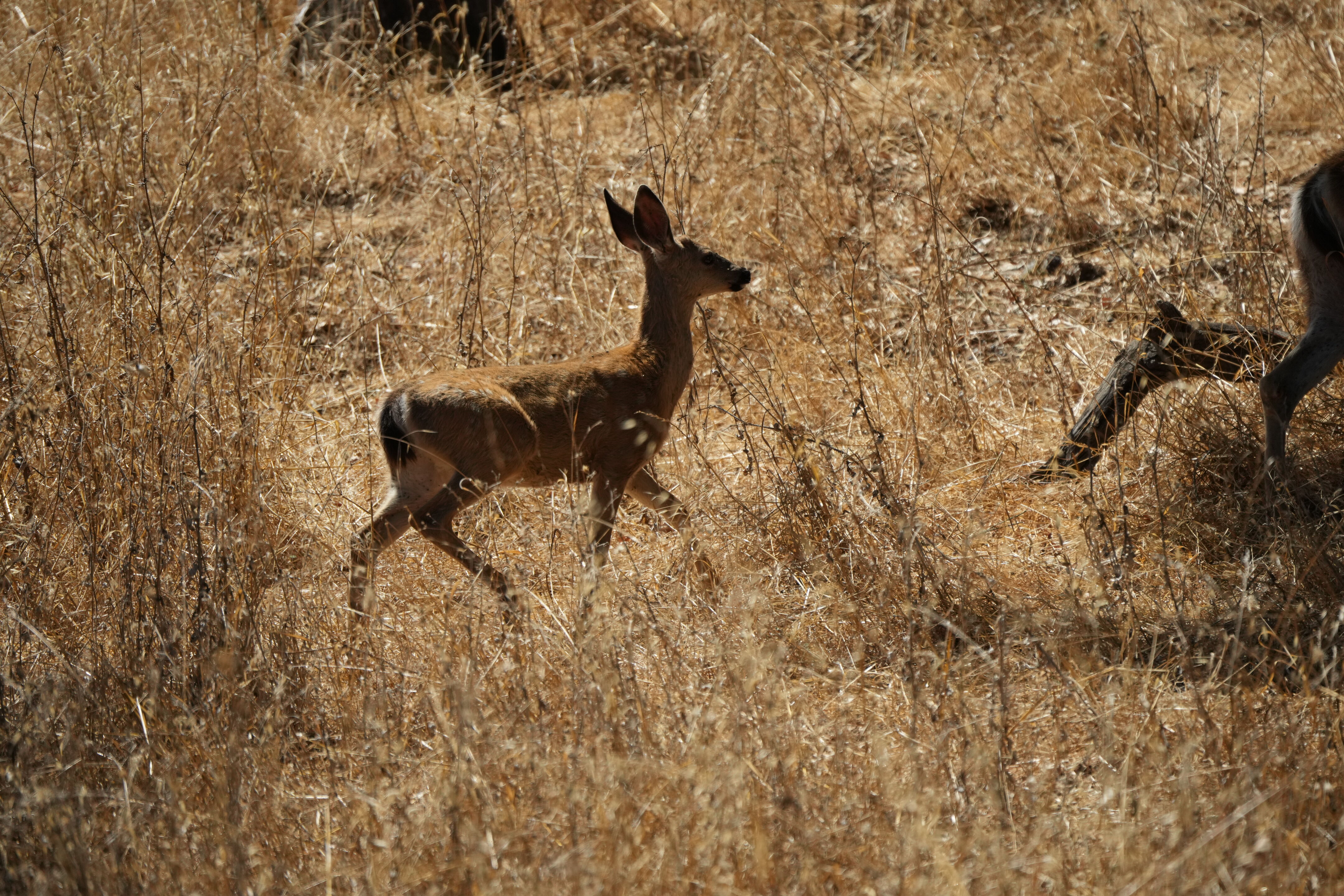 Coyote Lake Harvey Bear Ranch County Park