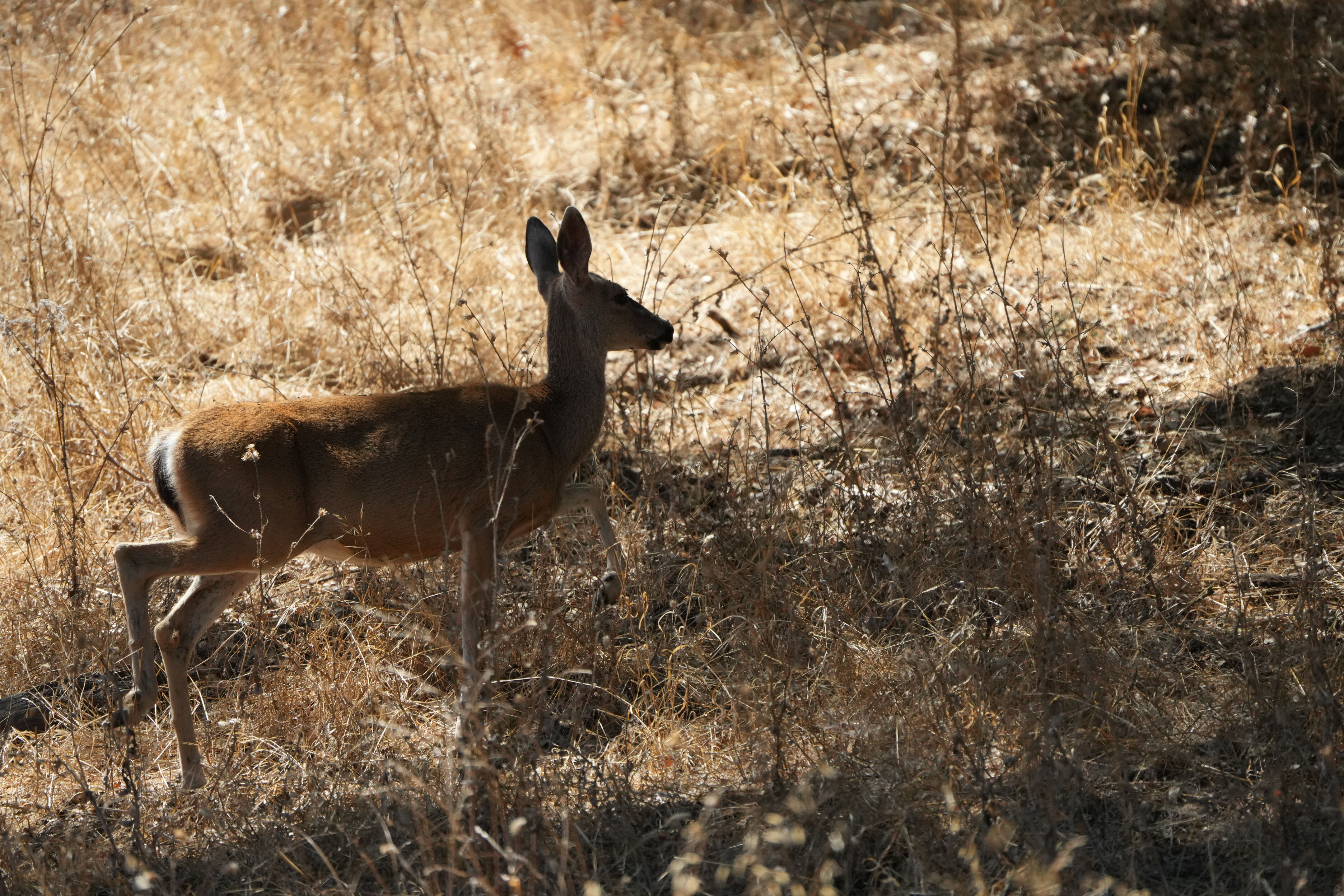 Coyote Lake Harvey Bear Ranch County Park