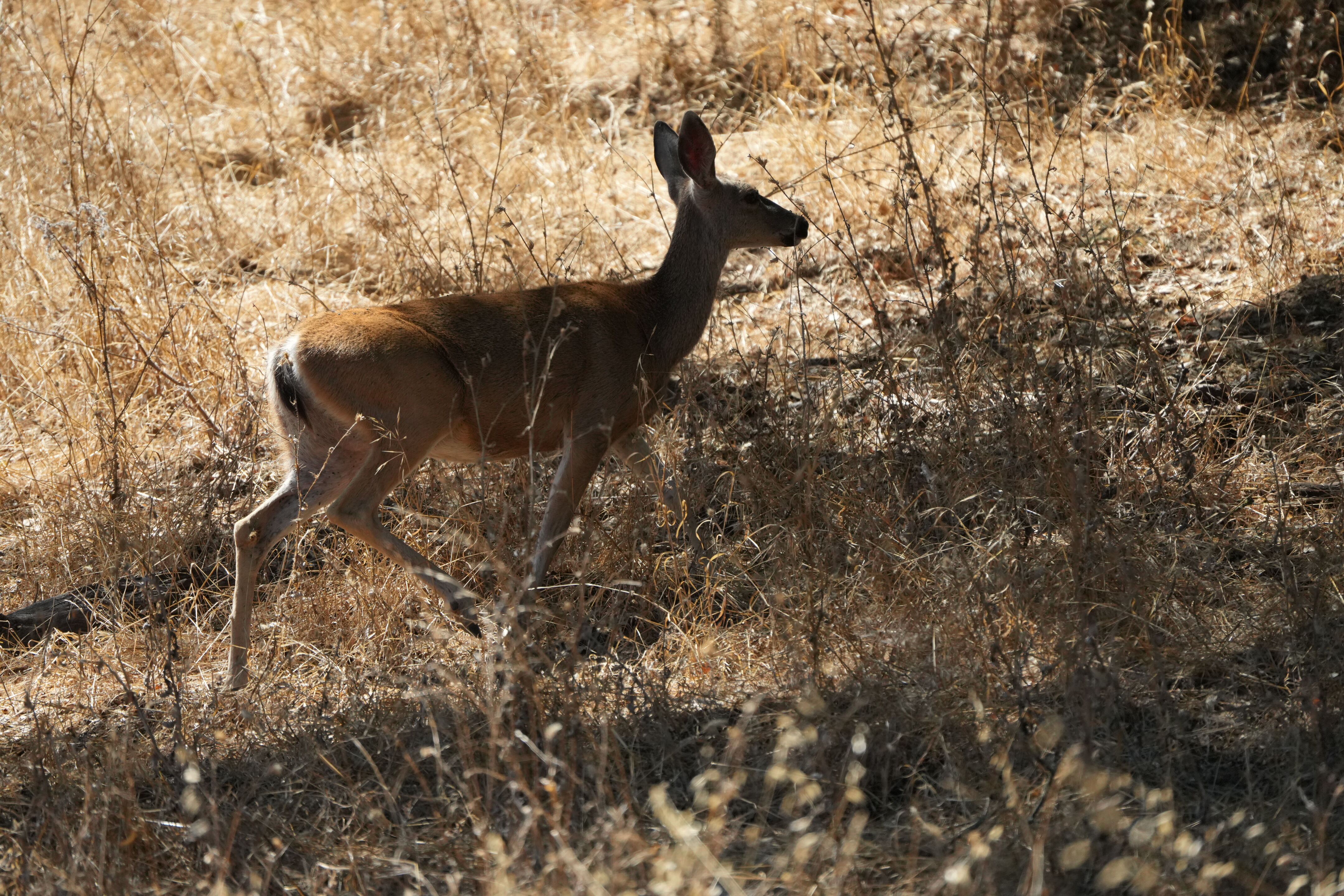 Coyote Lake Harvey Bear Ranch County Park