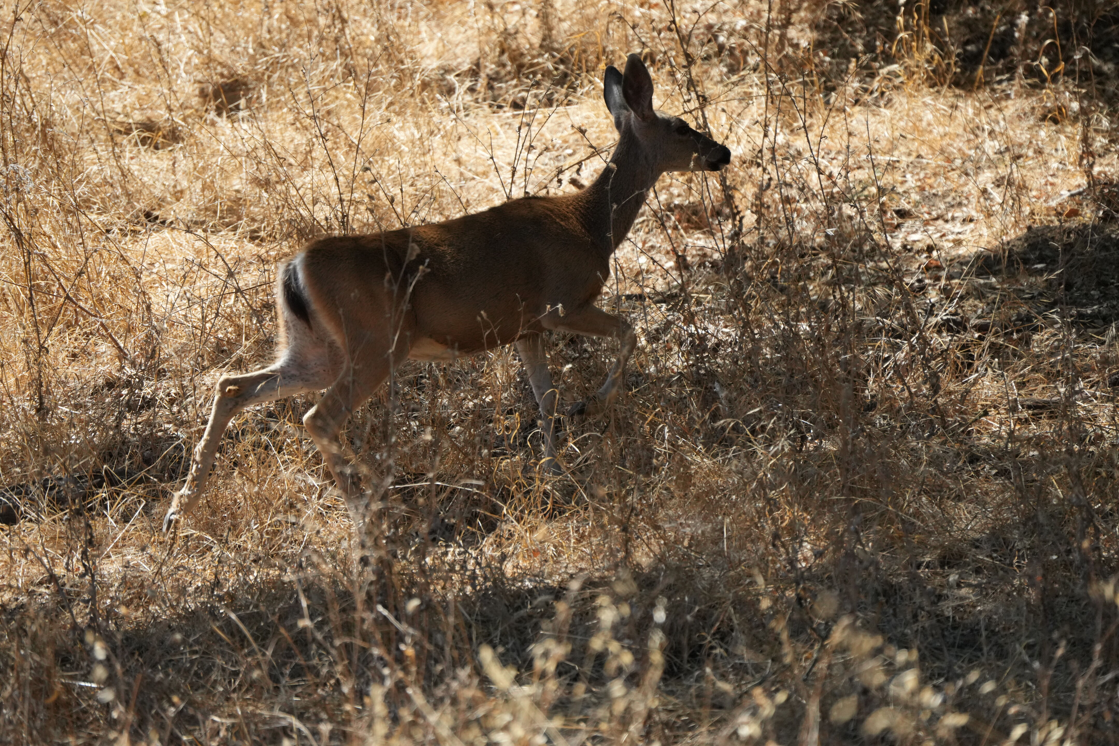 Coyote Lake Harvey Bear Ranch County Park