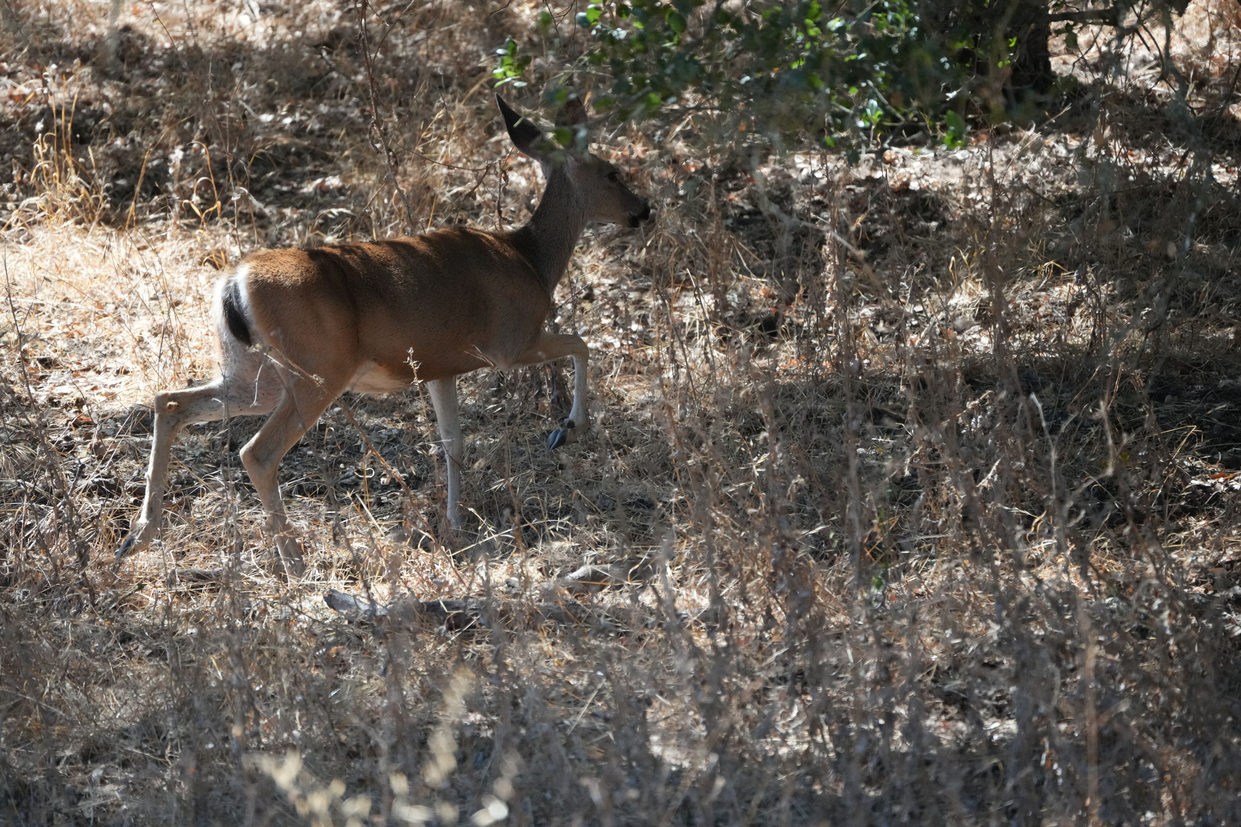 Coyote Lake Harvey Bear Ranch County Park