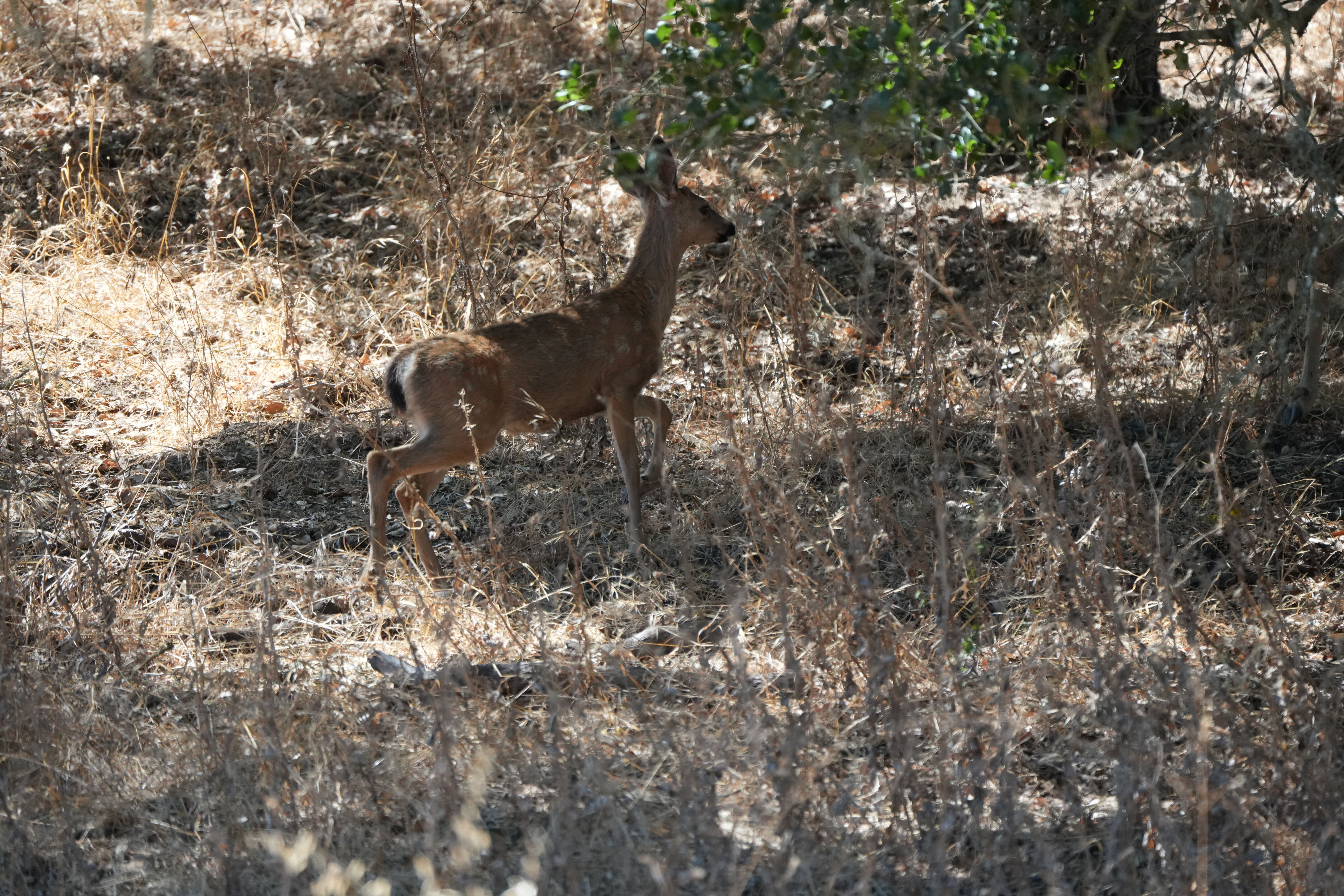 Coyote Lake Harvey Bear Ranch County Park