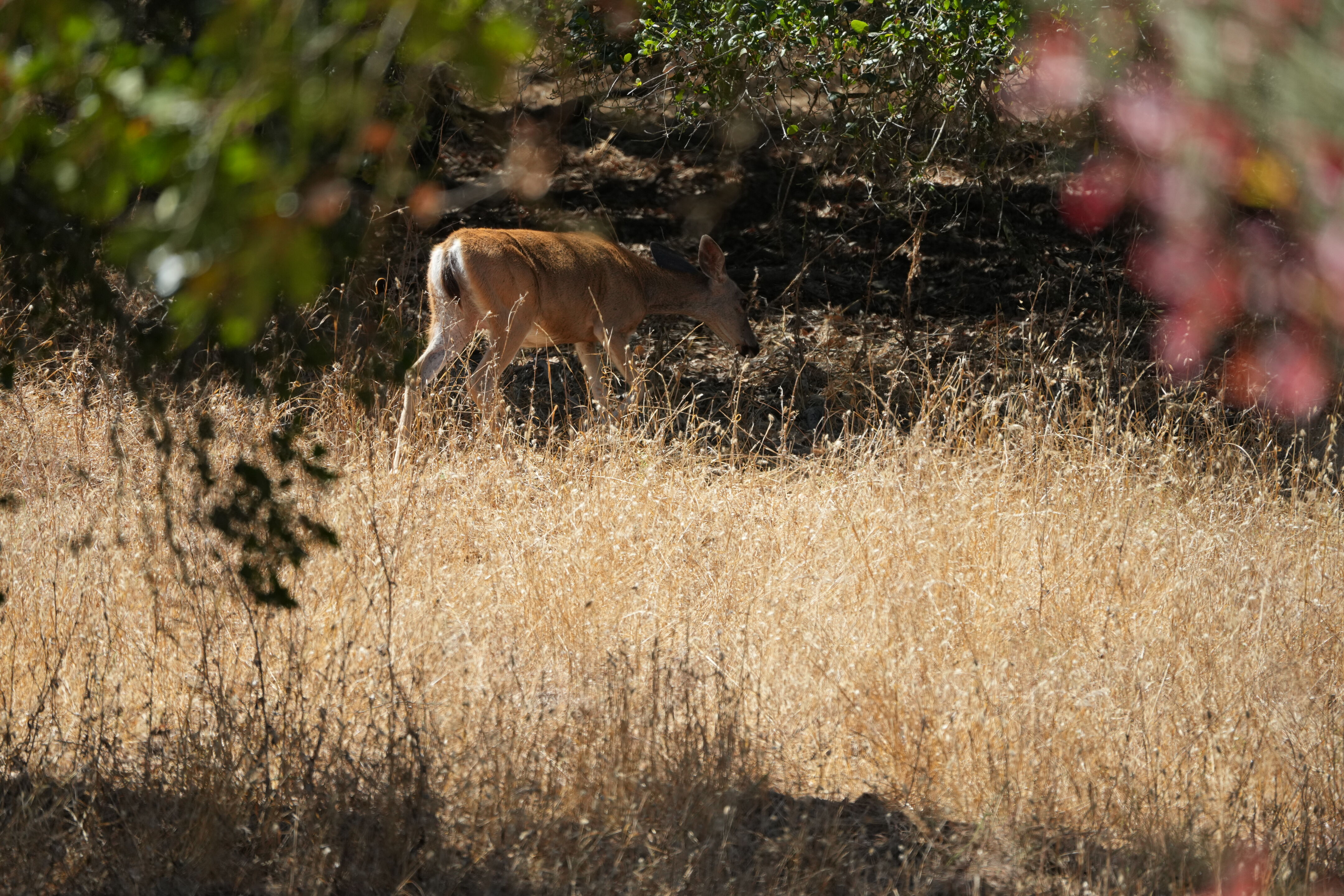 Coyote Lake Harvey Bear Ranch County Park